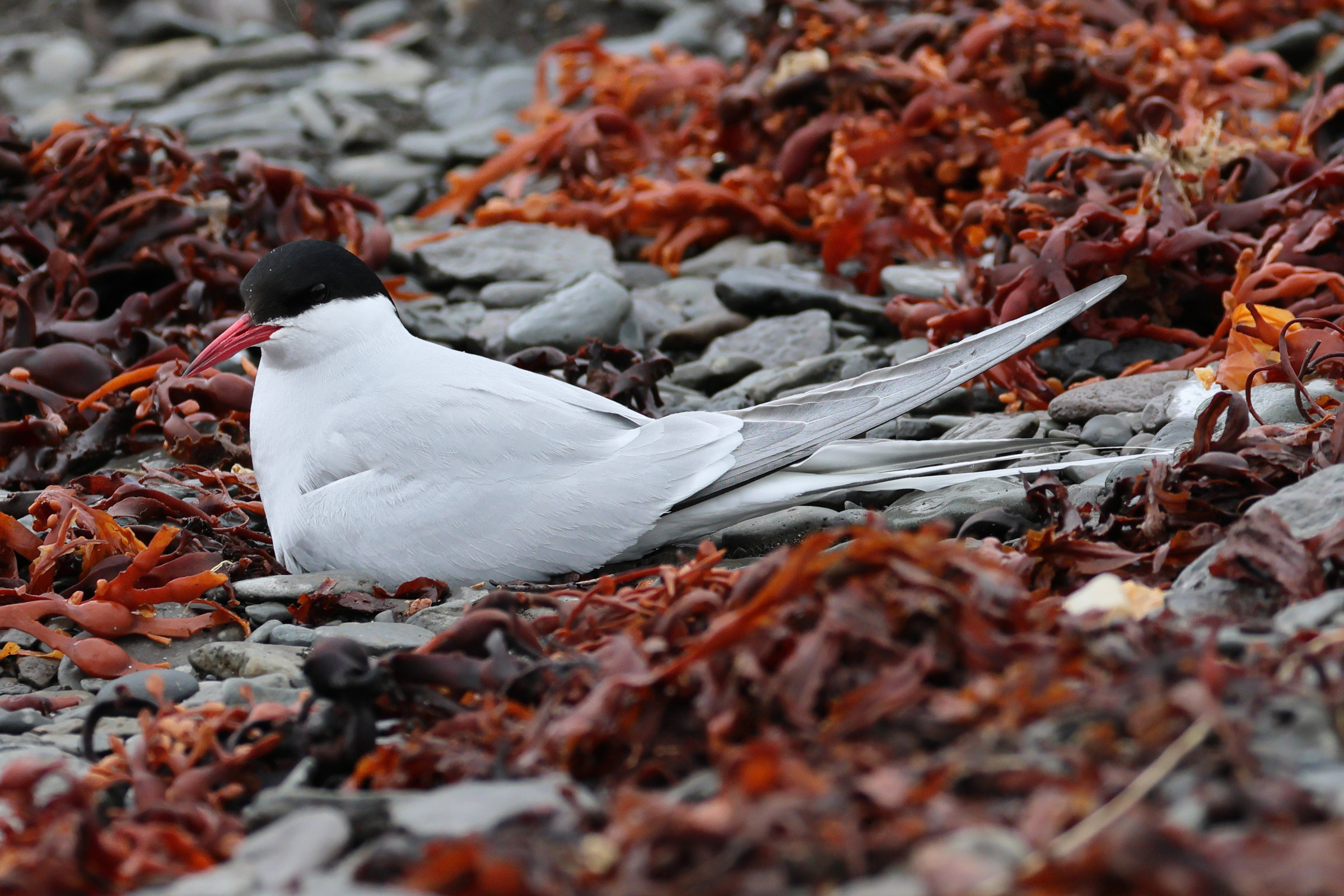 sterne_arctique_-_sterna_paradiseabd