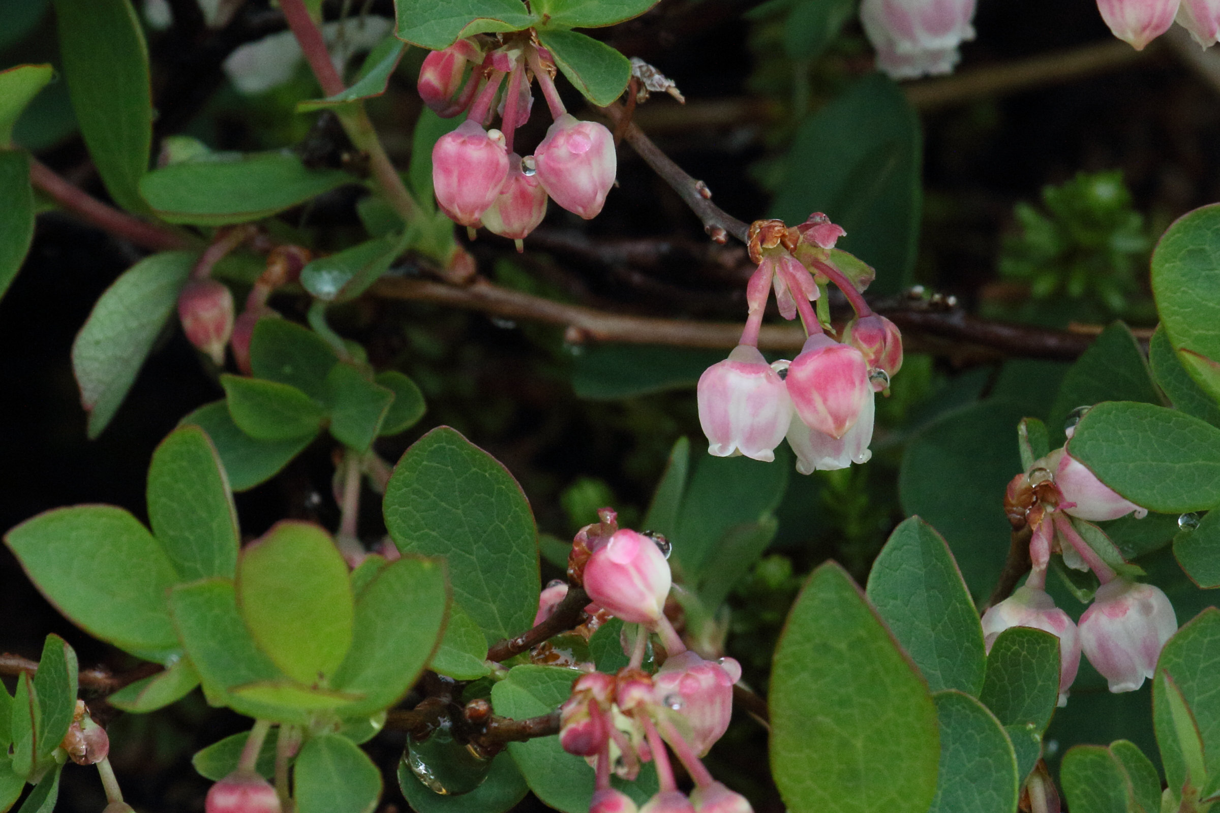 Afficher le média vaccinium_uliginosum6md vaccinium_uliginosum6md