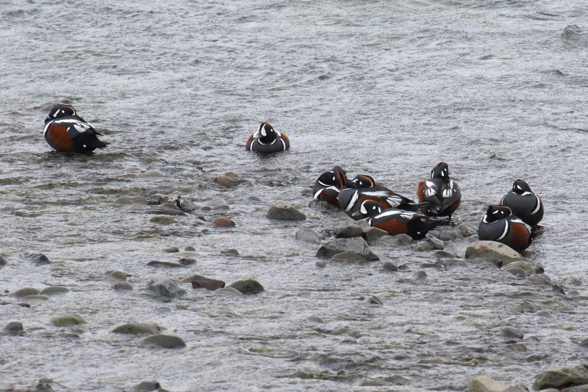 arlequin_plongeur_-_histrionicus_histrionicus1mdjpg