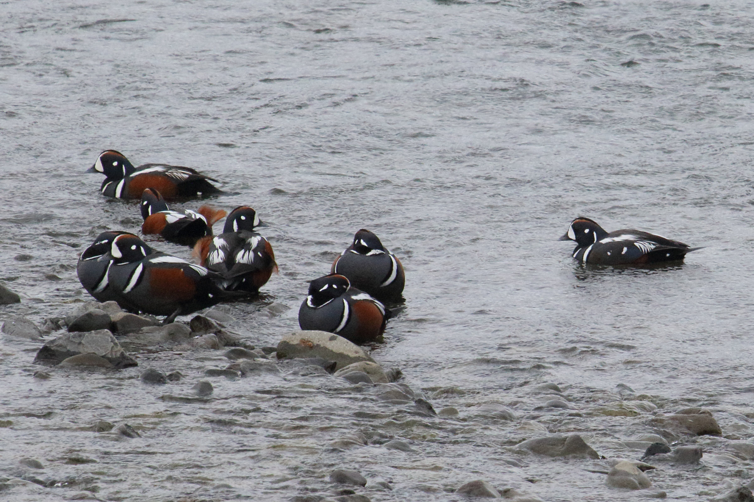 arlequin_plongeur_-_histrionicus_histrionicus2md