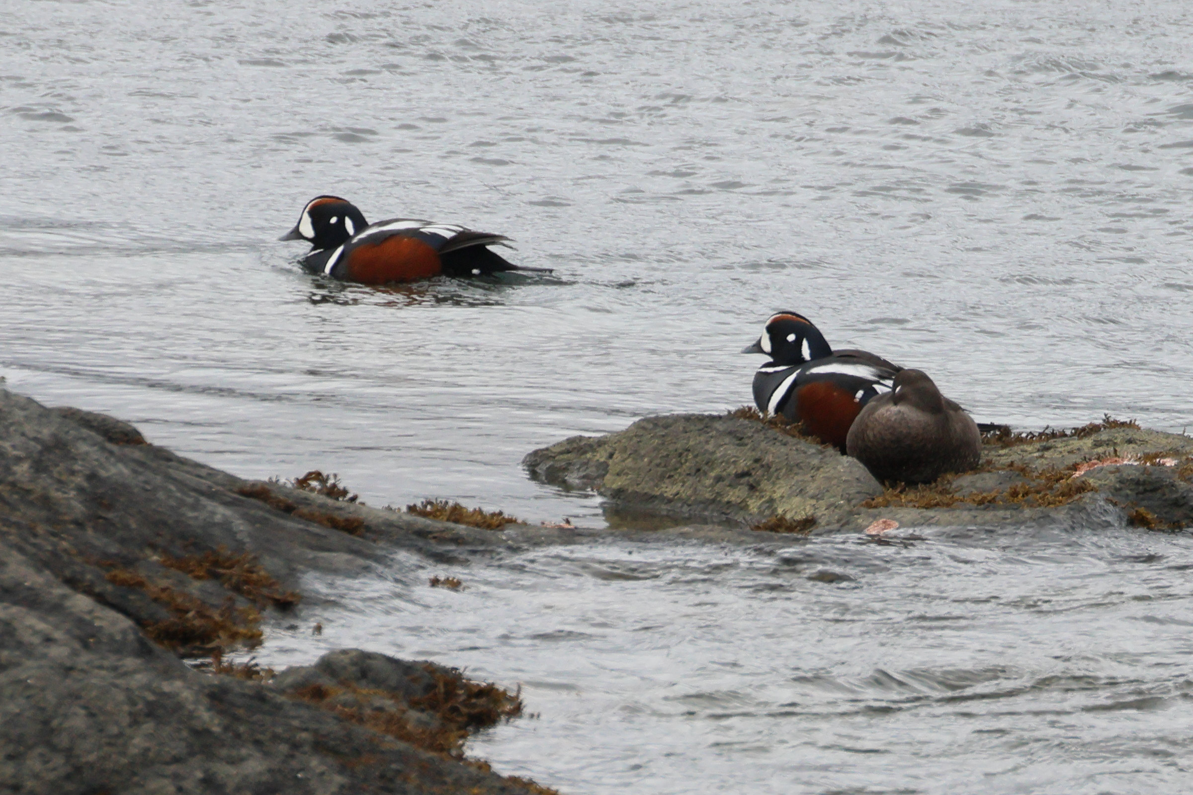 arlequin_plongeur_-_histrionicus_histrionicus3bd