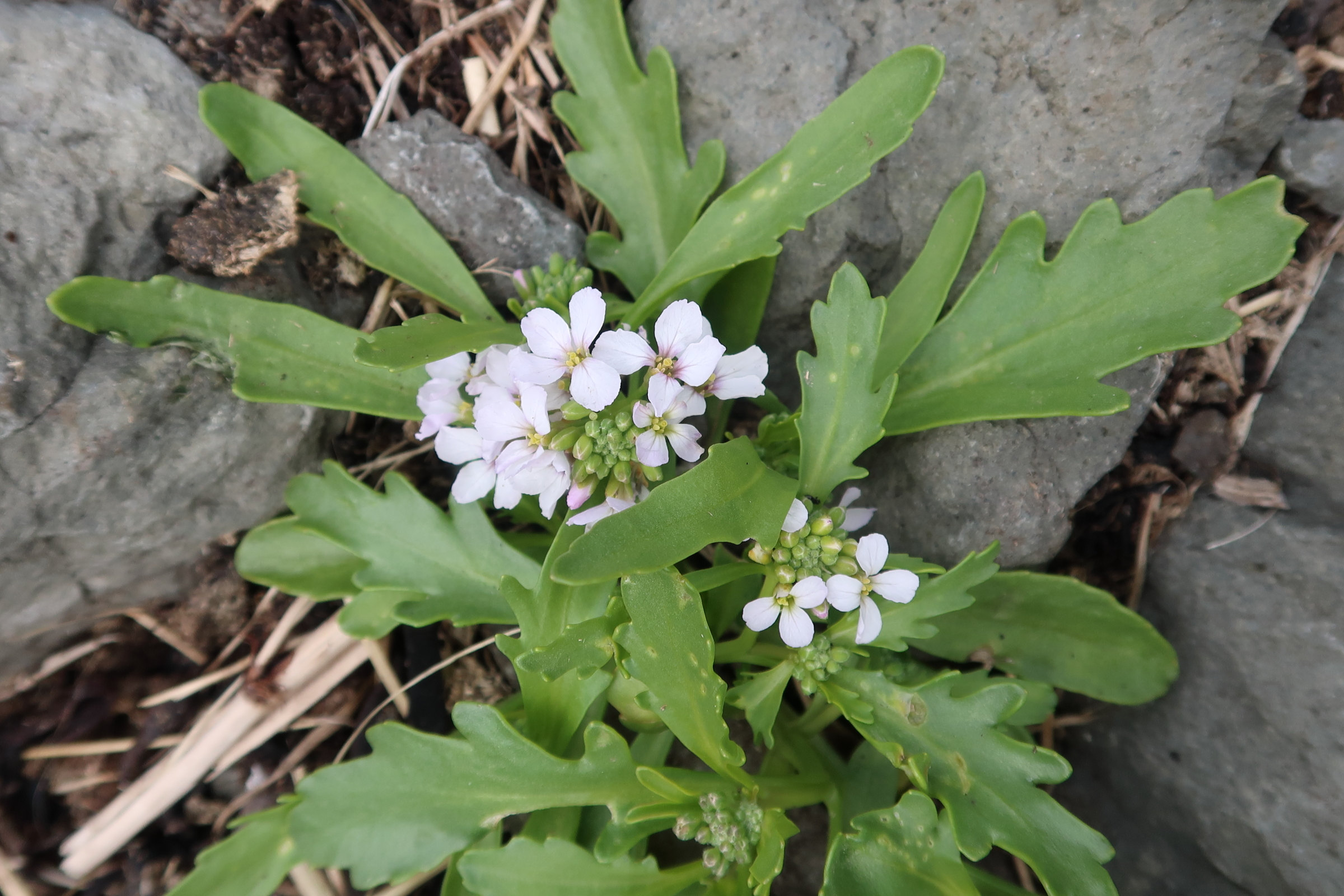 Afficher le média cakile_arctica1md cakile_arctica1md