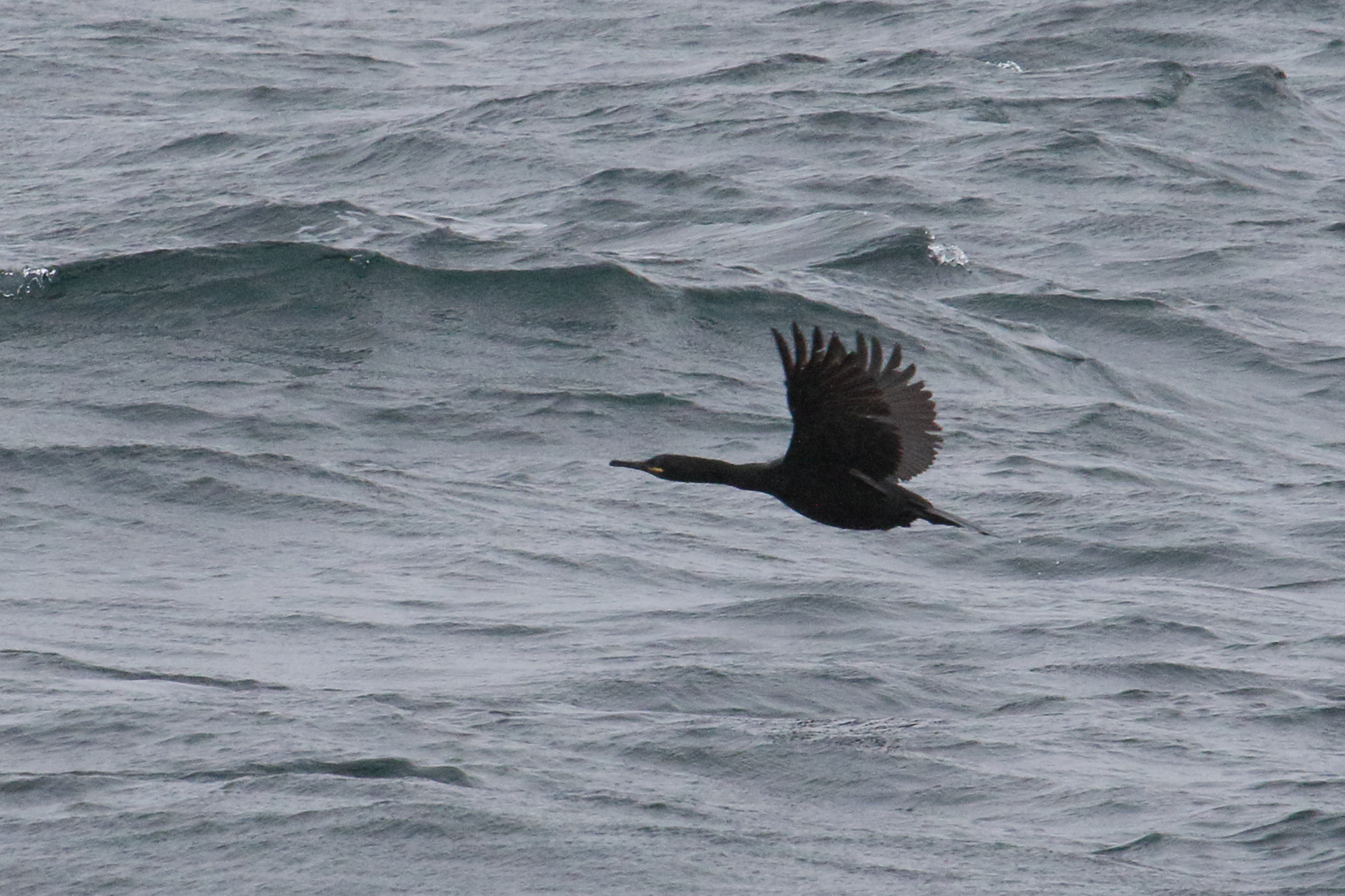 Afficher le média cormoran_huppe_-_phalacrocorax_aristotelis5md cormoran_huppe_-_phalacrocorax_aristotelis5md