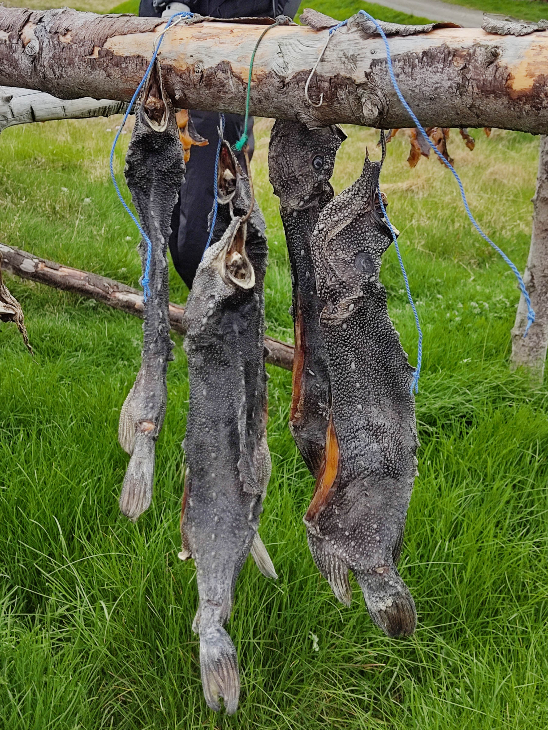 cyclopterus_lumpus4bd