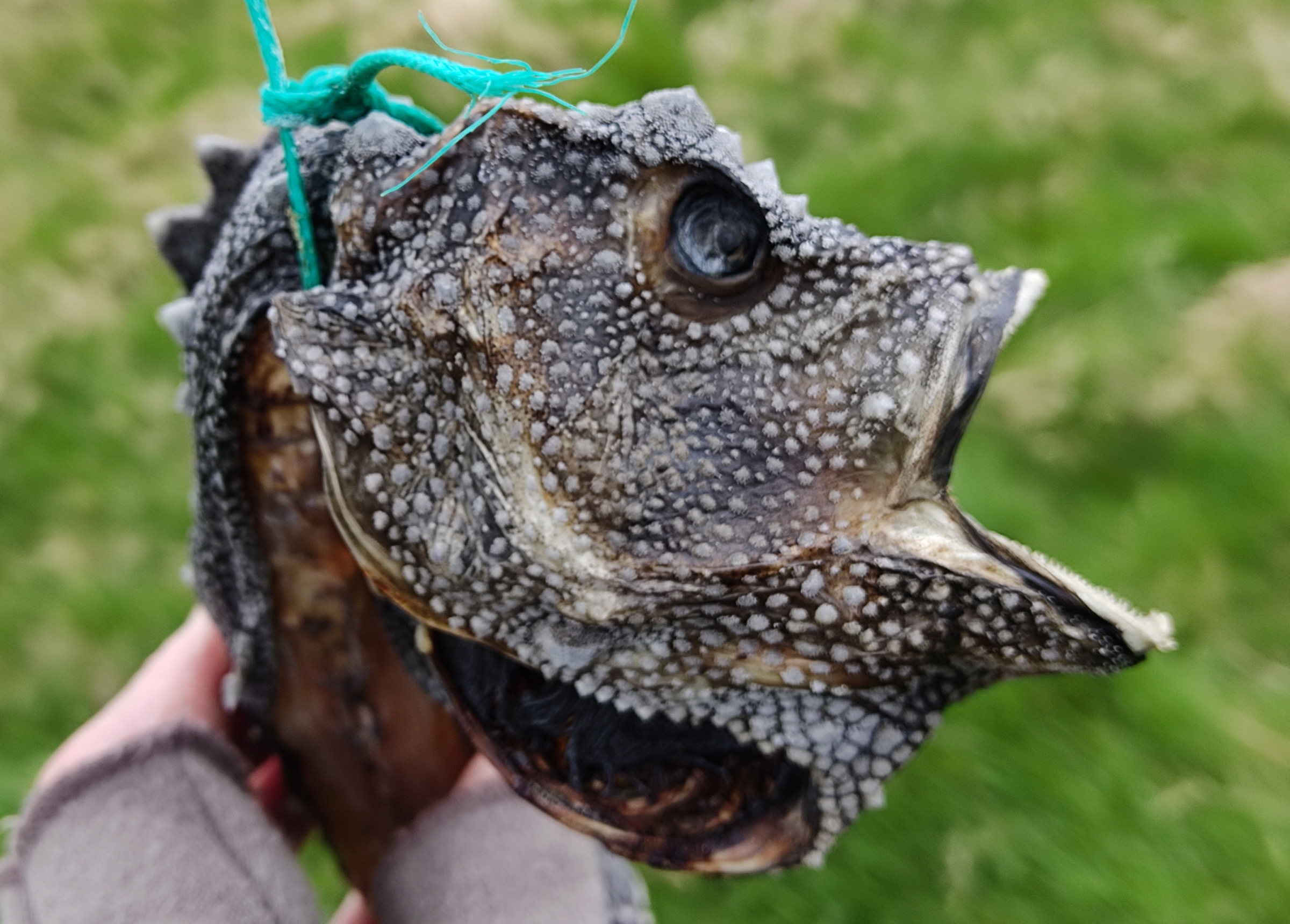 cyclopterus_lumpus5bd