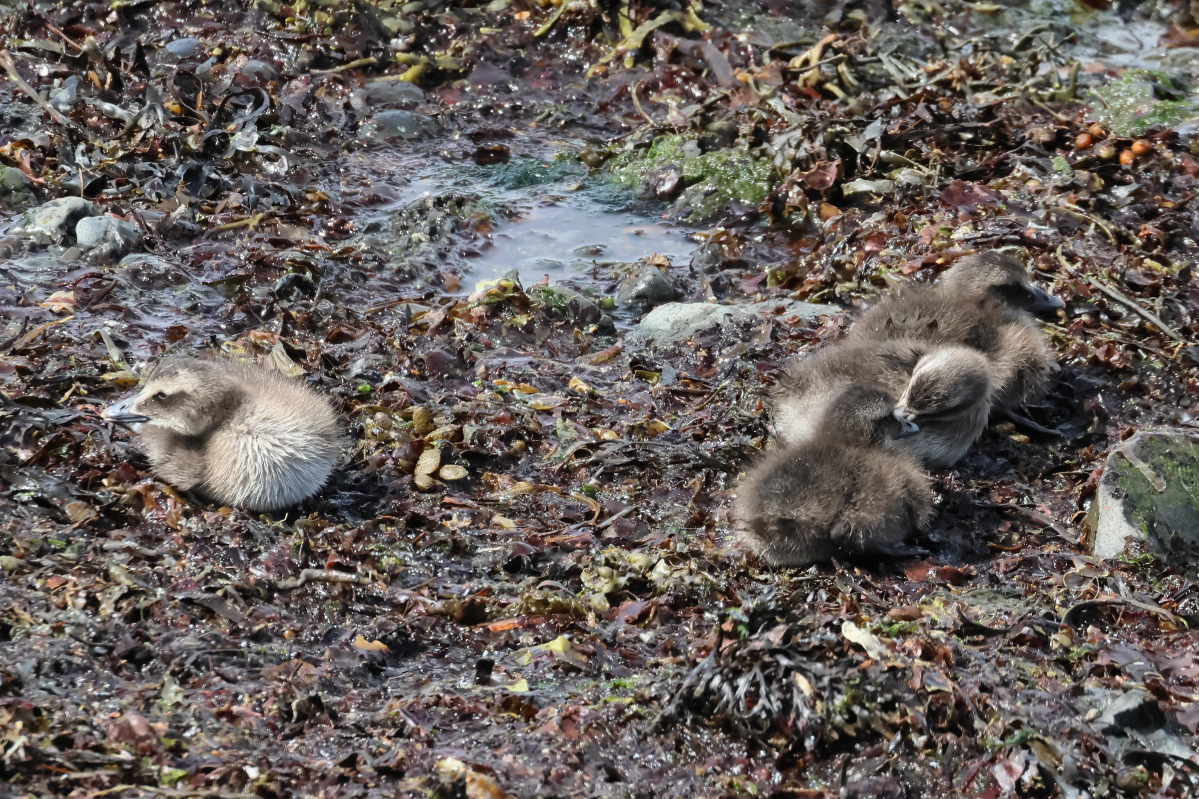 eider_a_duvet_-_somateria_mollissima14bd