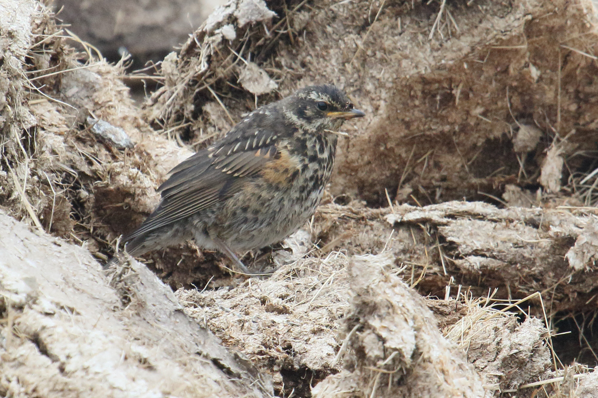 grive_mauvis_-_turdus_iliacus2md