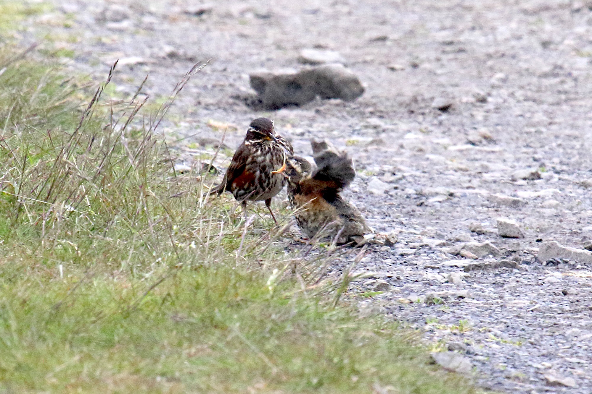 grive_mauvis_-_turdus_iliacus8md