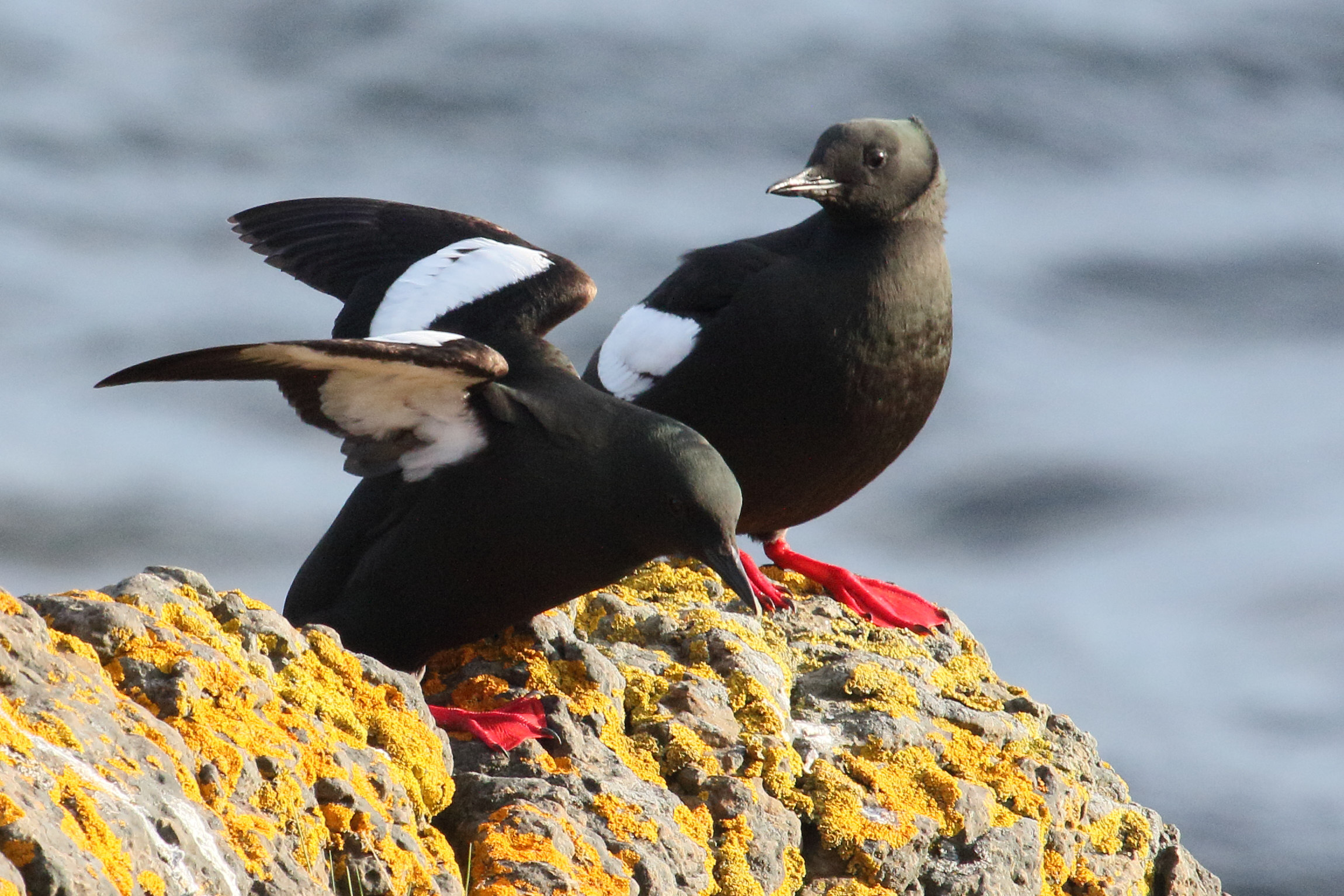 guillemot_a_miroir_-_cepphus_grylle3md