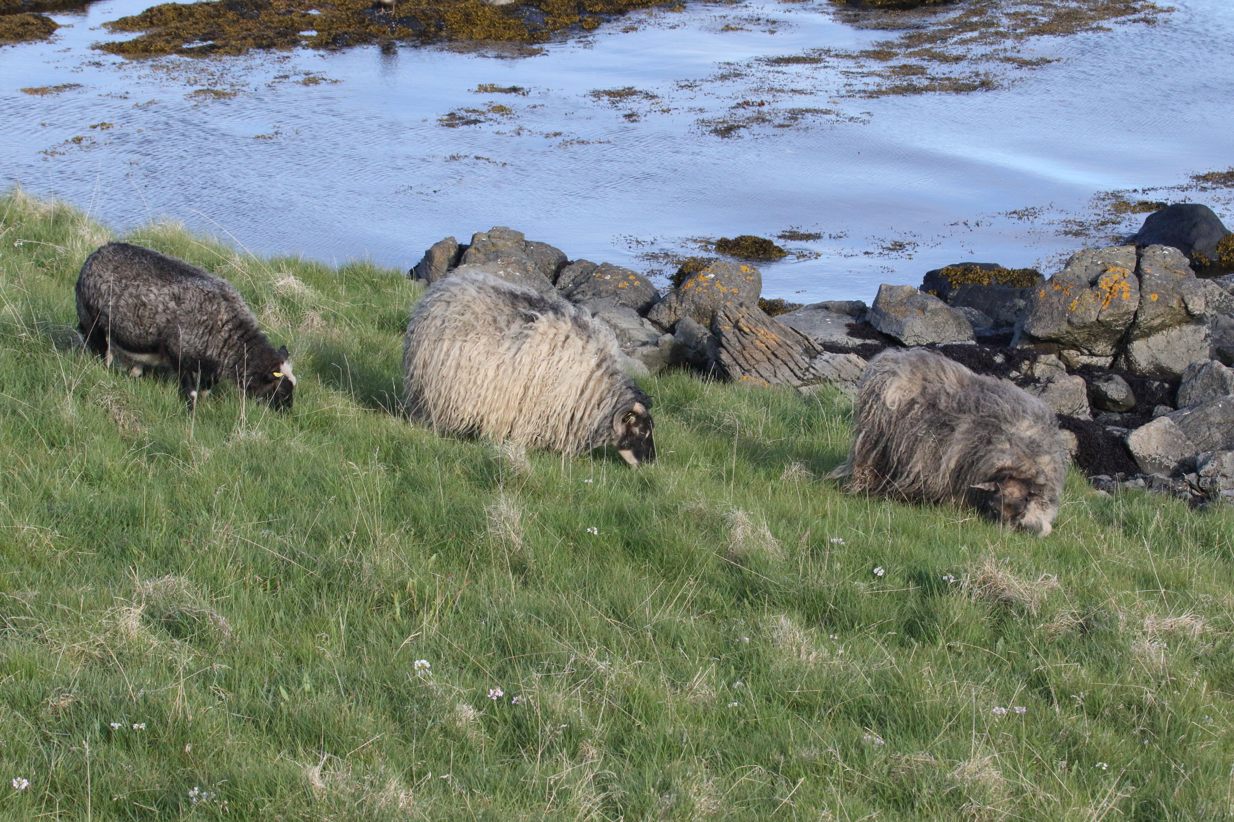 ovis_aries_mouton_islandais2md