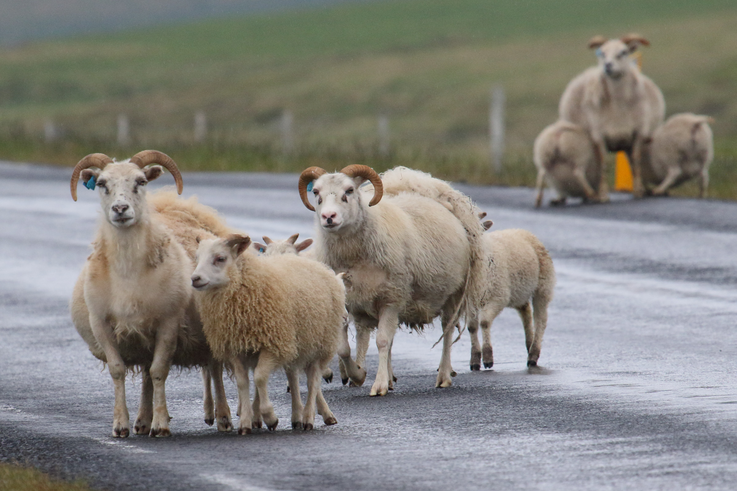 ovis_aries_mouton_islandais3md