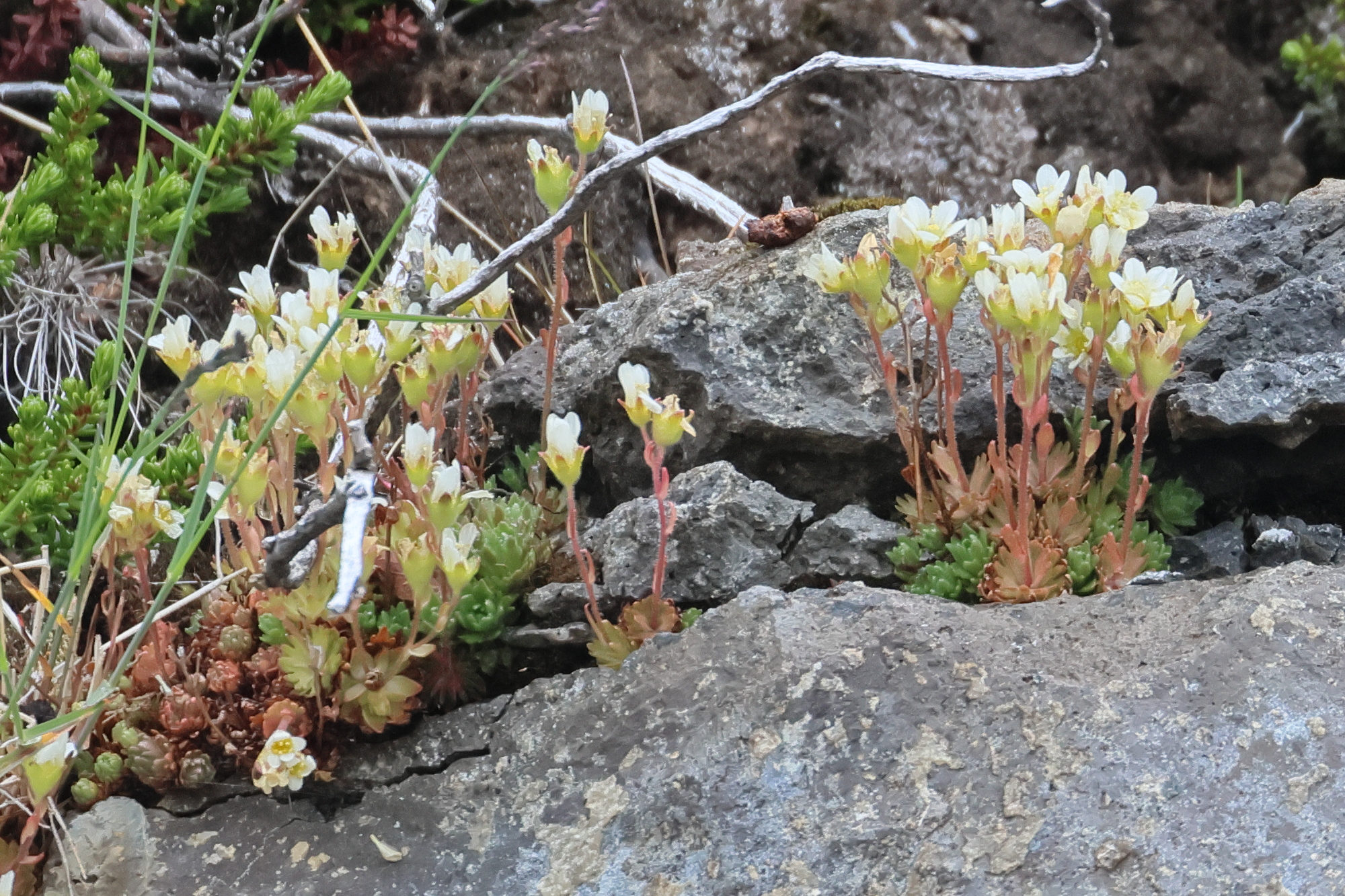 saxifraga_cespitosa1bd