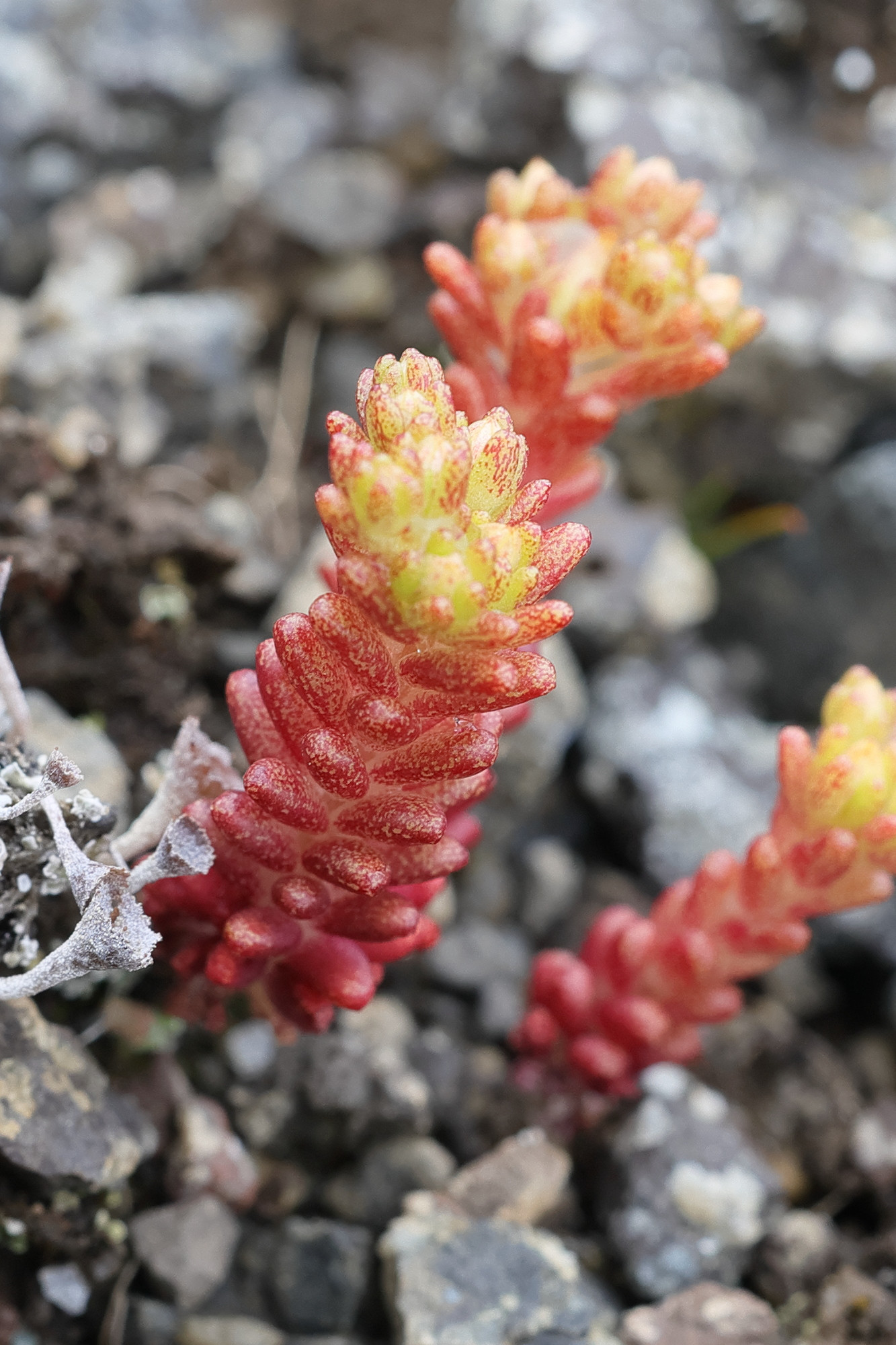 sedum_annuum1md