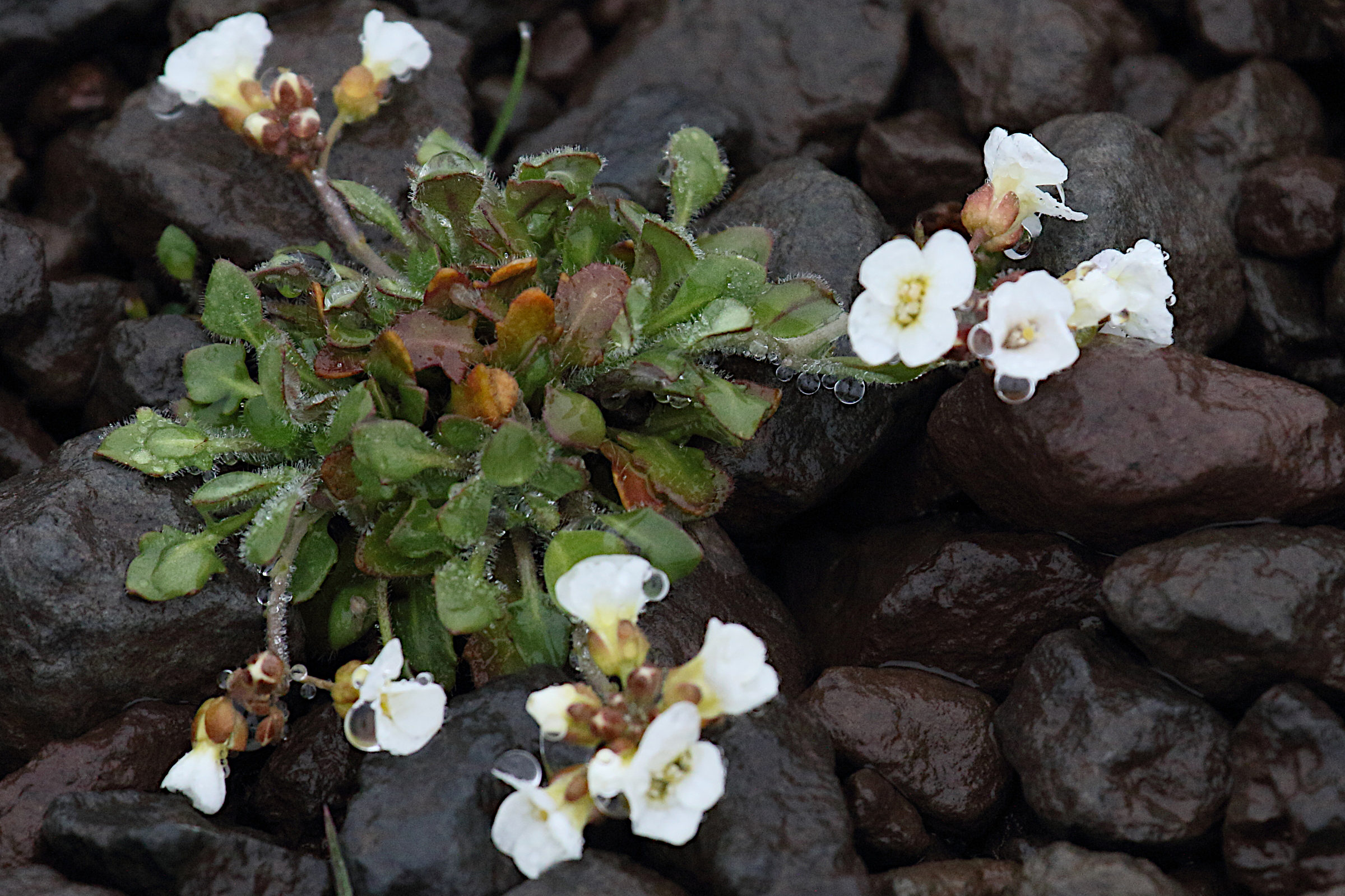 Afficher le média arabidopsis_lyrata_petraea1md arabidopsis_lyrata_petraea1md