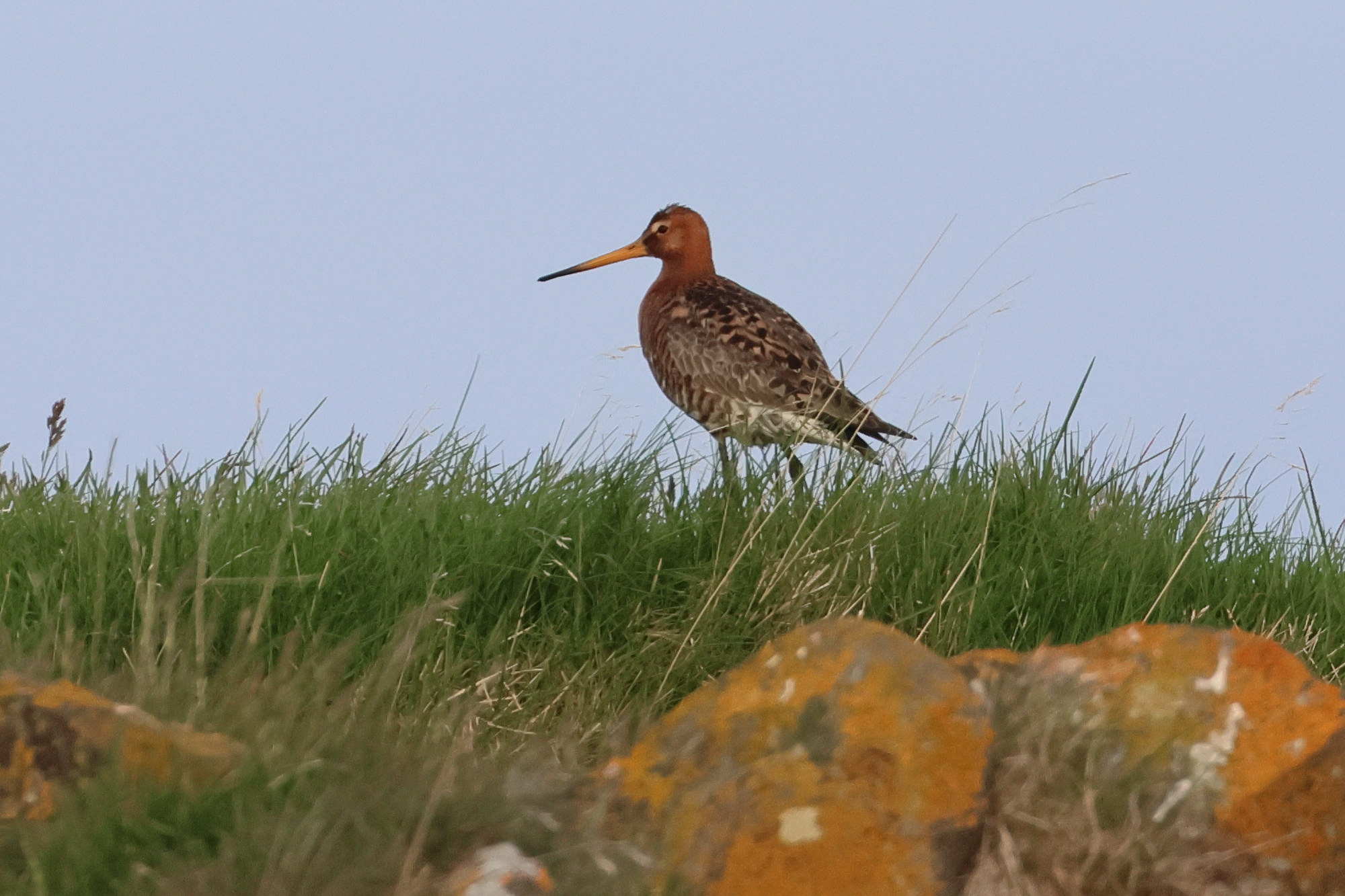 Afficher le média barge_a_queue_noire_-islandica-_-_limosa_limosa_islandica1bd barge_a_queue_noire_-islandica-_-_limosa_limosa_islandica1bd