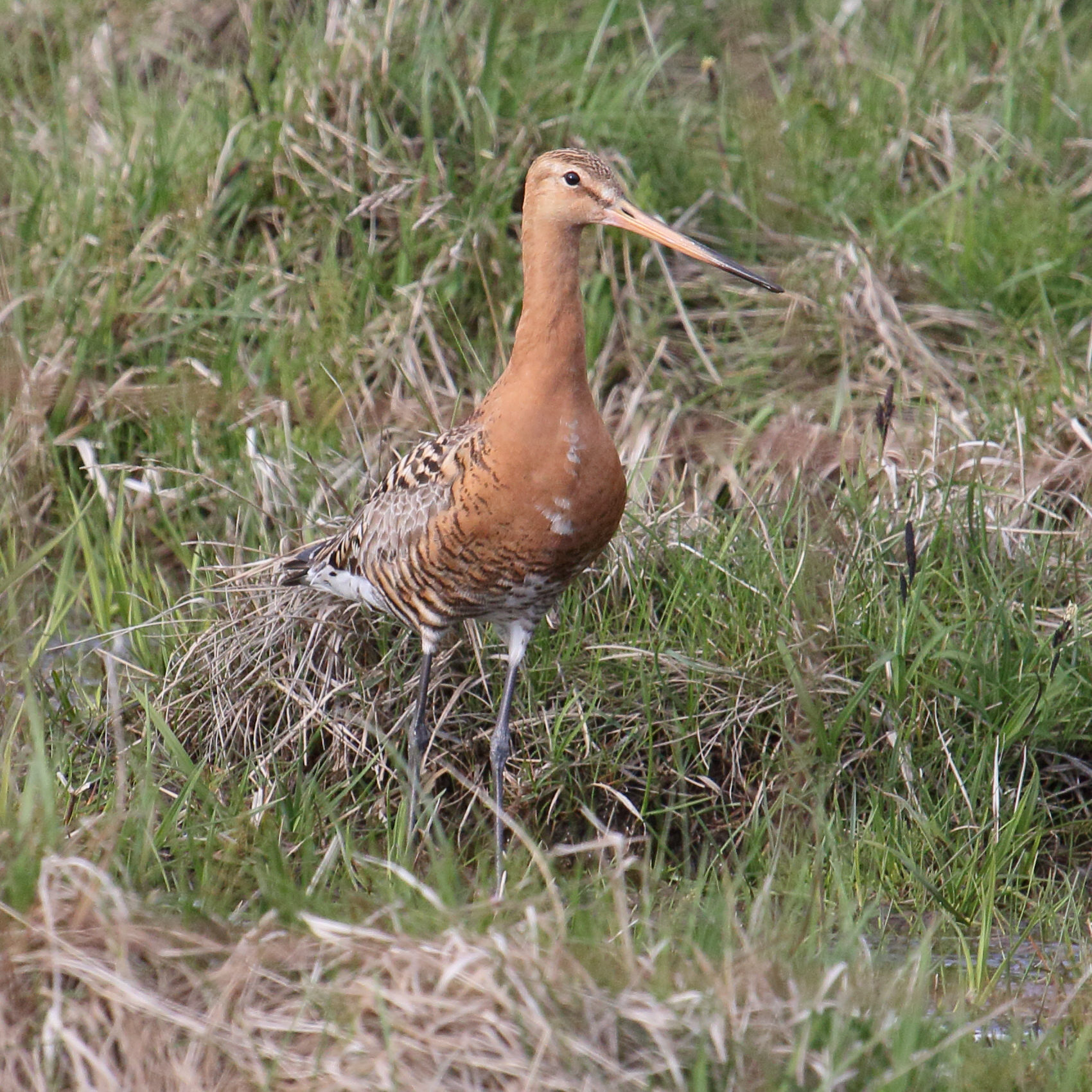 Afficher le média barge_a_queue_noire_-islandica-_-_limosa_limosa_islandica3md barge_a_queue_noire_-islandica-_-_limosa_limosa_islandica3md