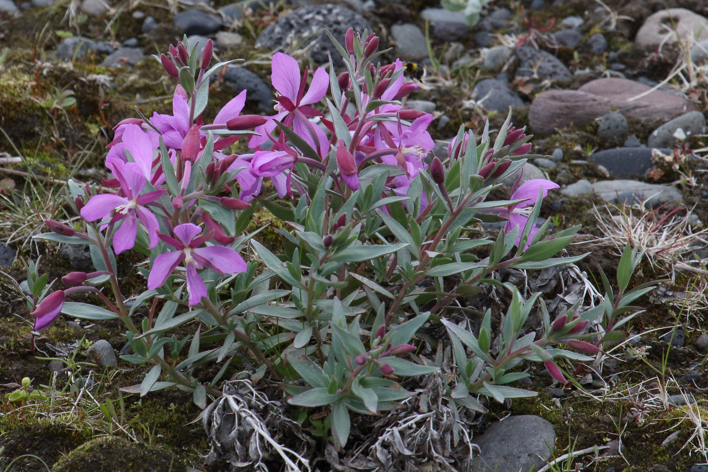epilobium_latifolium3md