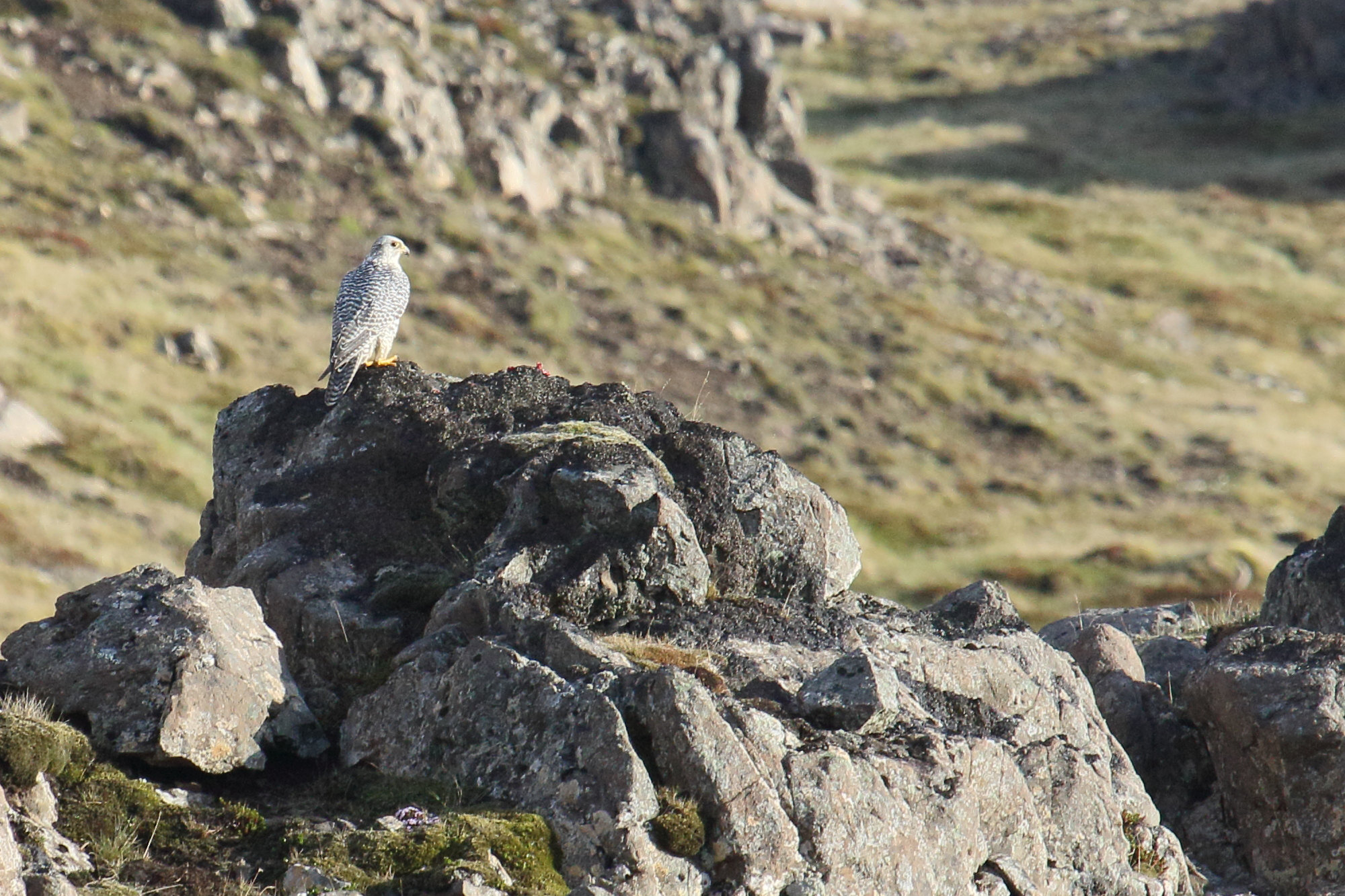 faucon_gerfaut_-_falco_rusticolus5md