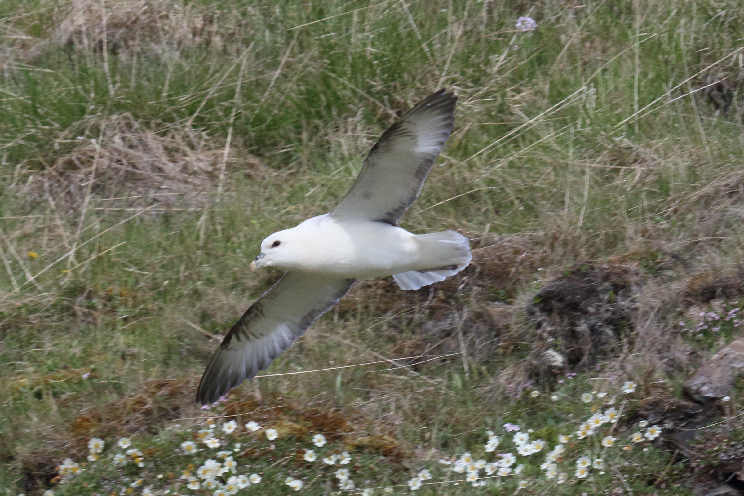 fulmar_boreal_-_fulmarus_glacialis10md