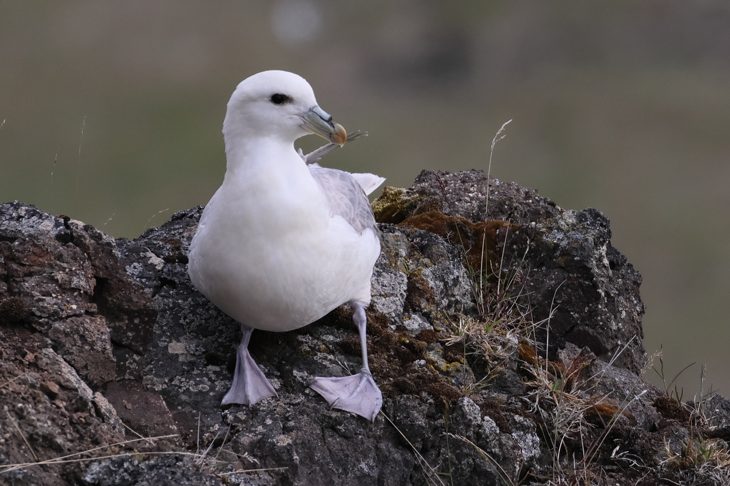 fulmar_boreal_-_fulmarus_glacialis16bd