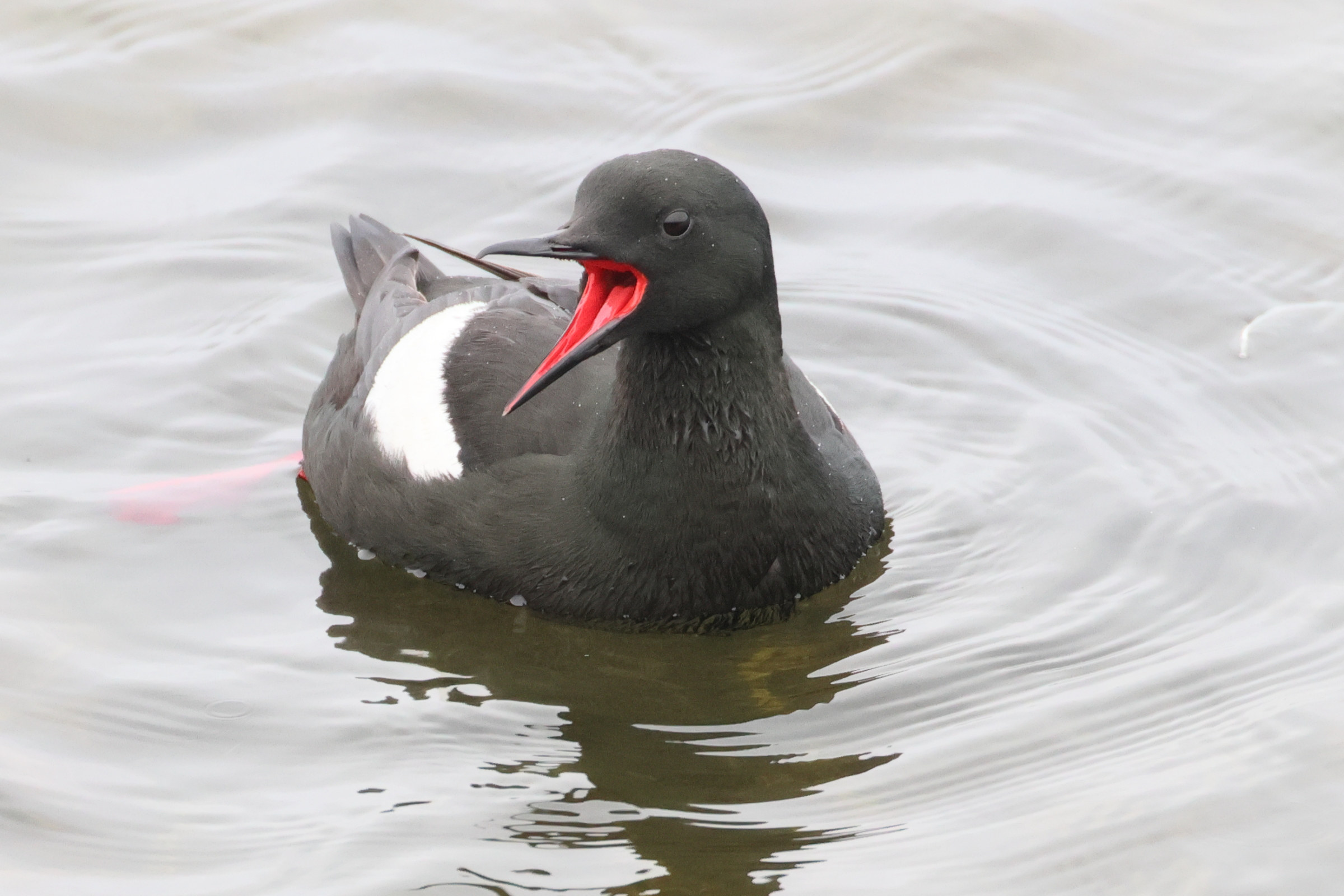 guillemot_a_miroir_-_cepphus_grylle4bd