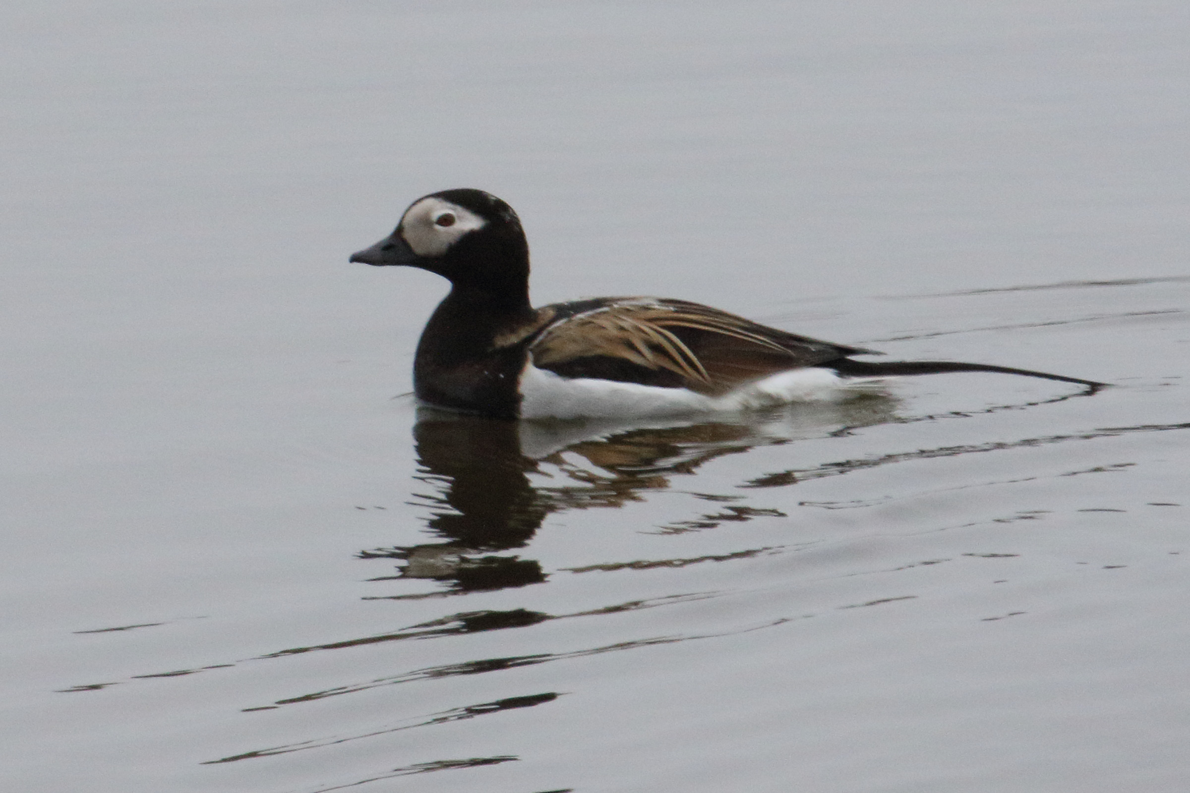 harelde_boreale_-_clangula_hyemalis1md