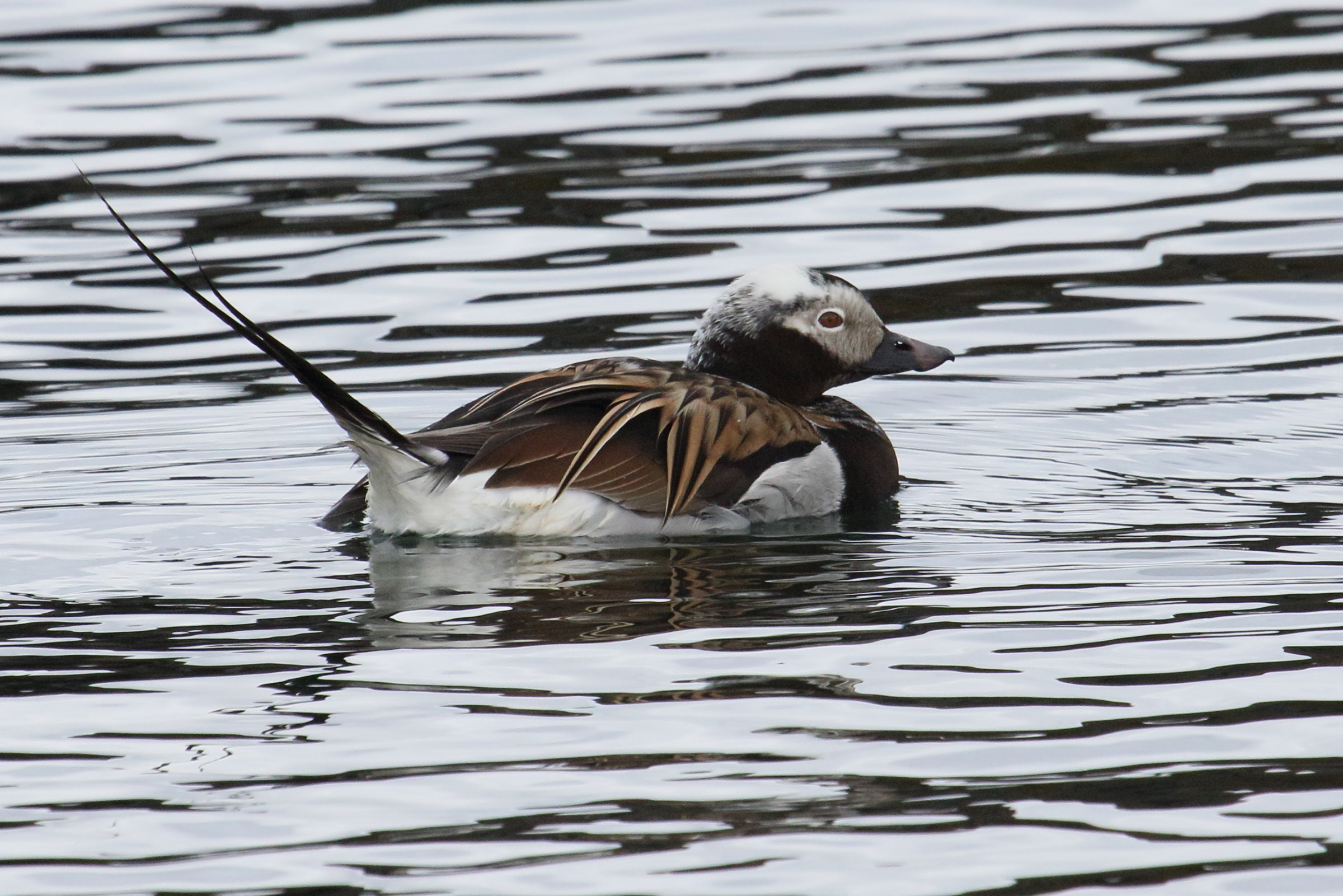 harelde_boreale_-_clangula_hyemalis2md