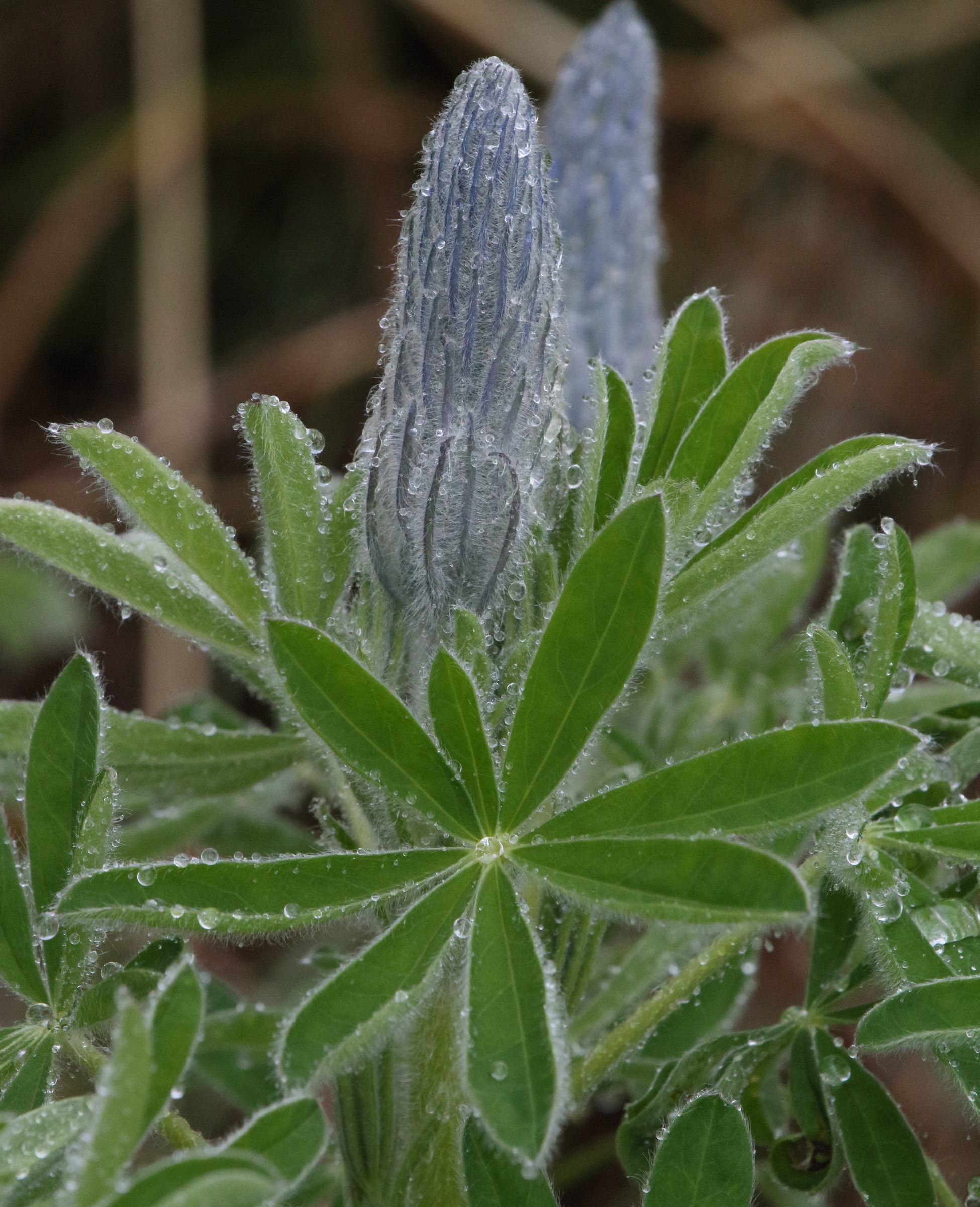 lupinus_nootkatensis4md