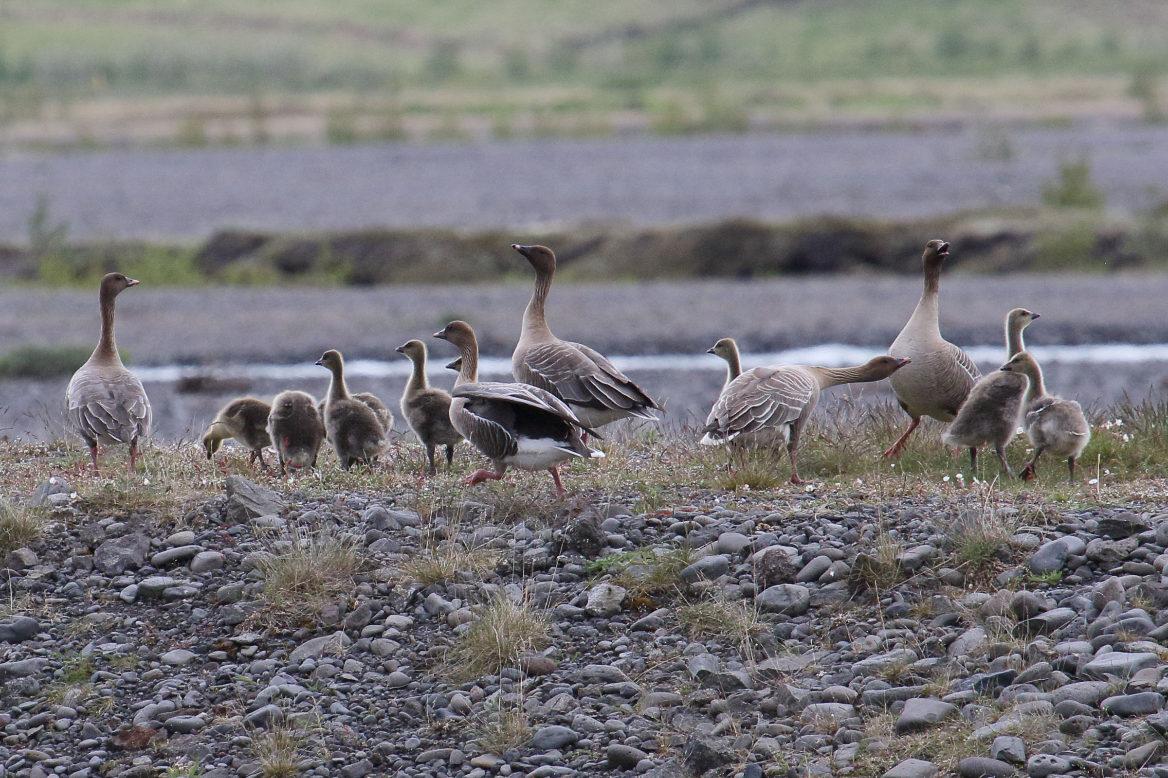 oie_a_bec_court_-_anser_brachyrhynchus6md