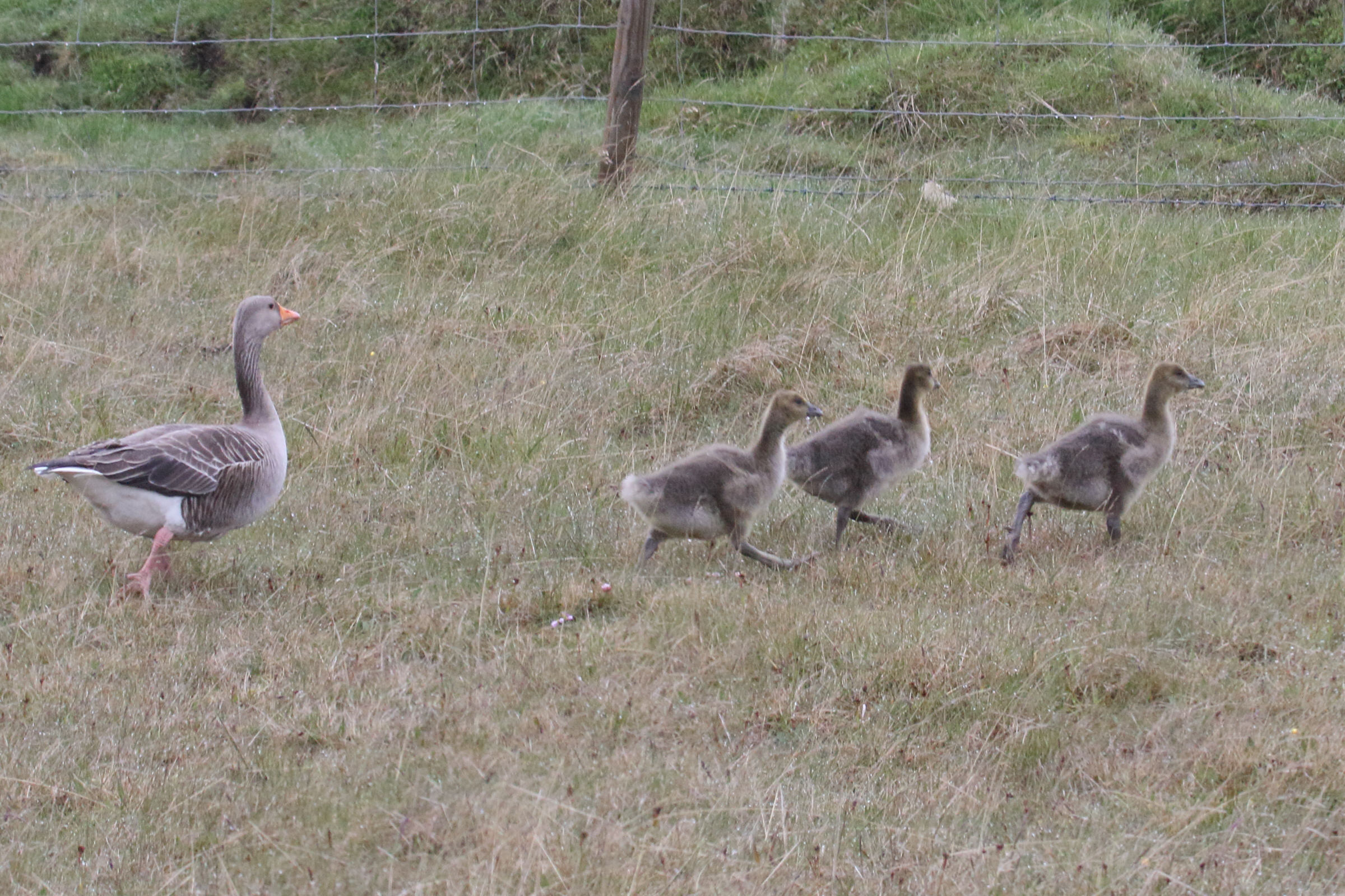 oie_cendree_-_anser_anser10md