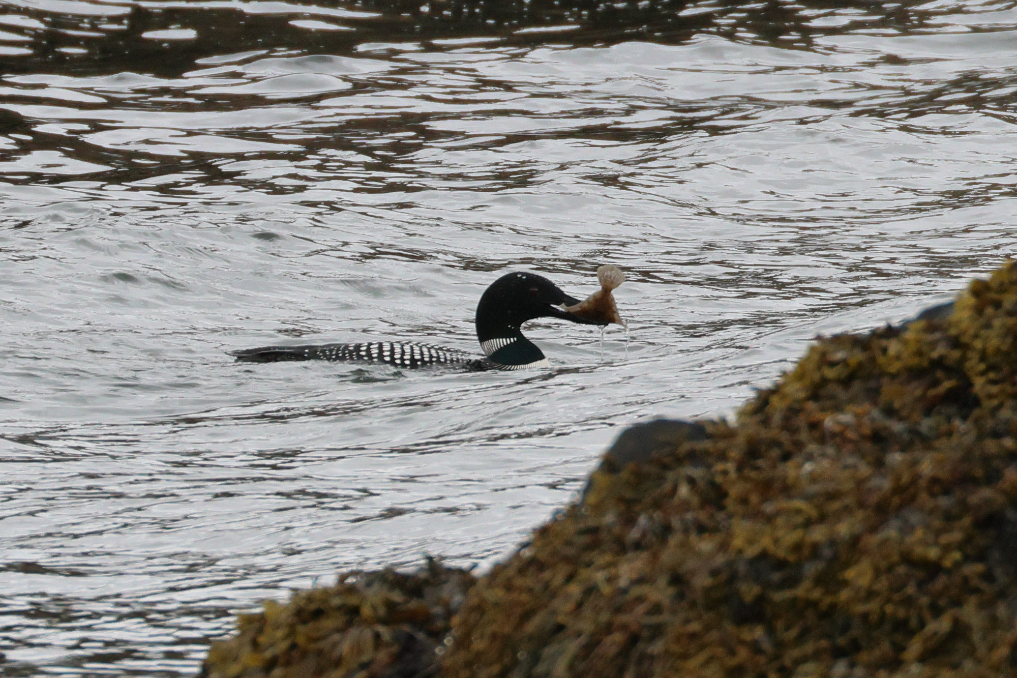 plongeon_imbrin_-_gavia_immer10bd