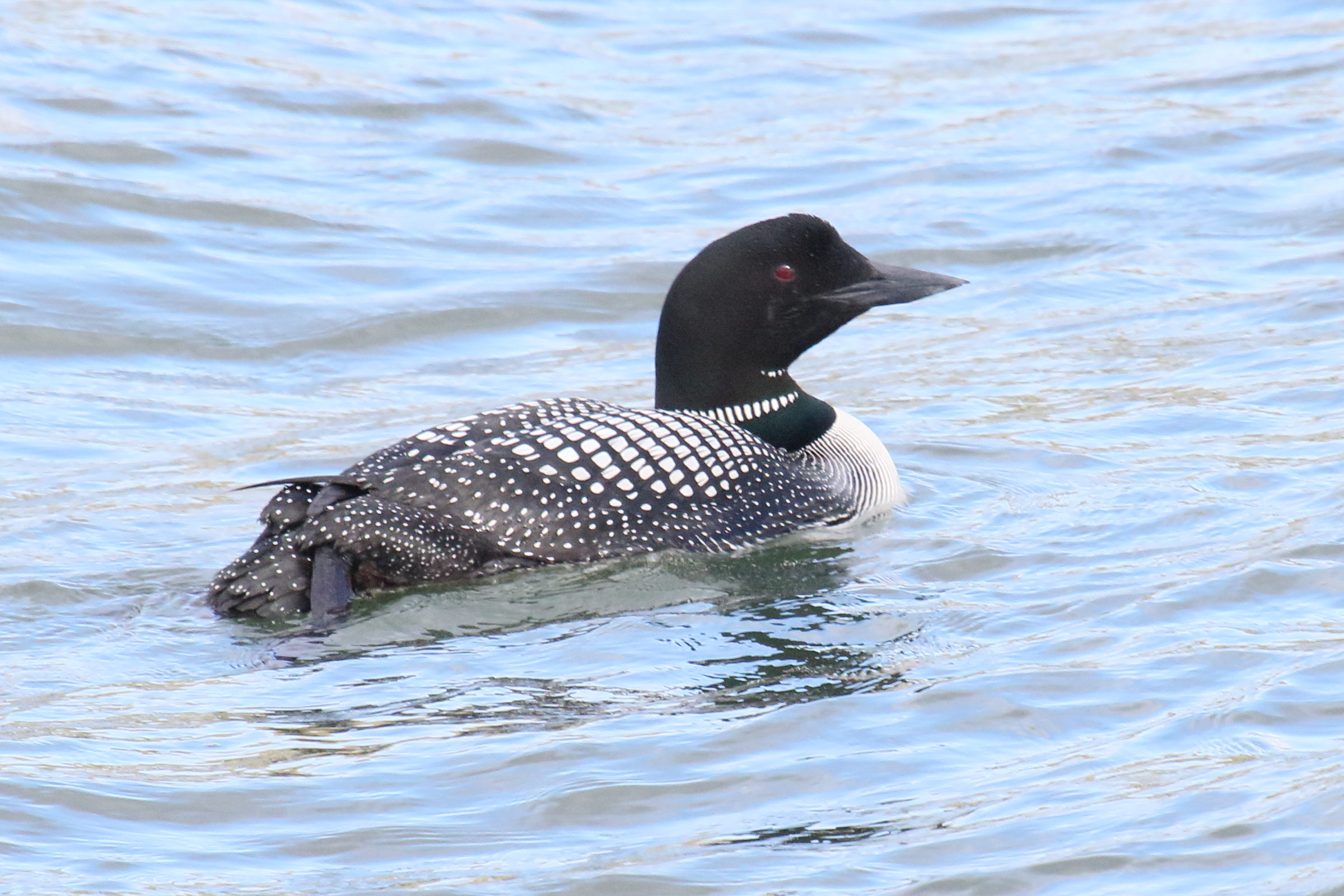 plongeon_imbrin_-_gavia_immer7md