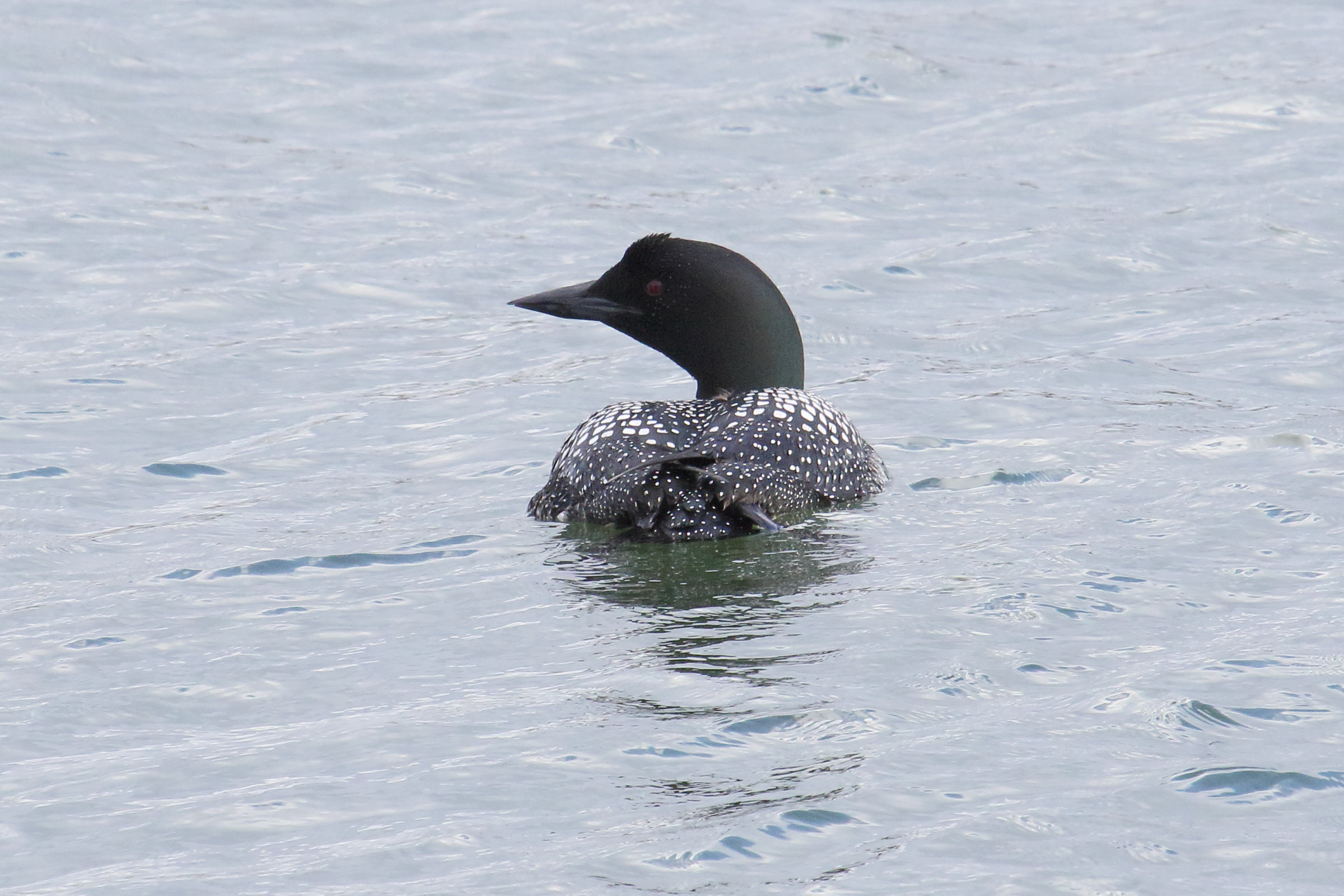 plongeon_imbrin_-_gavia_immer9md