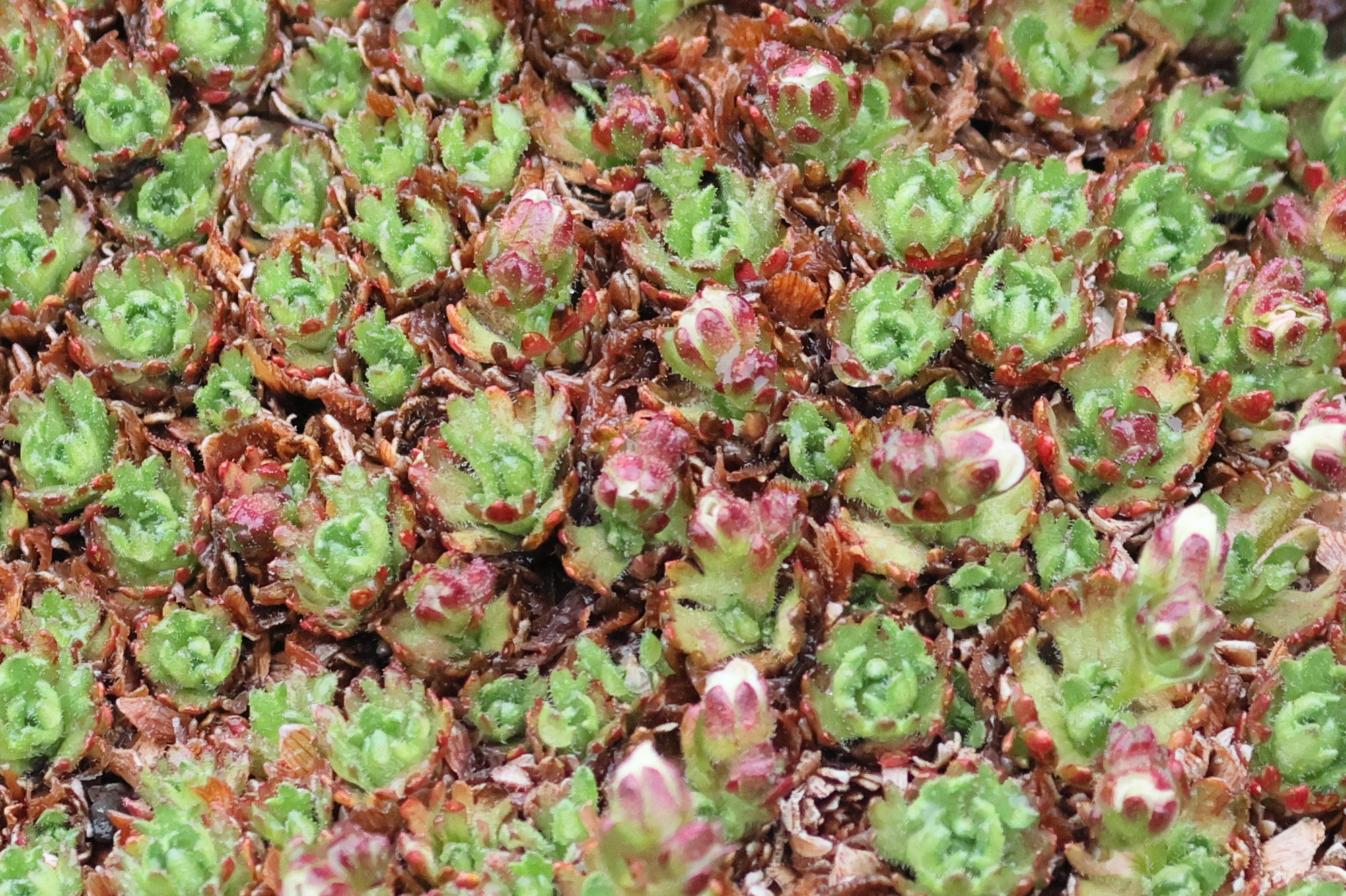 saxifraga_cespitosa2bd