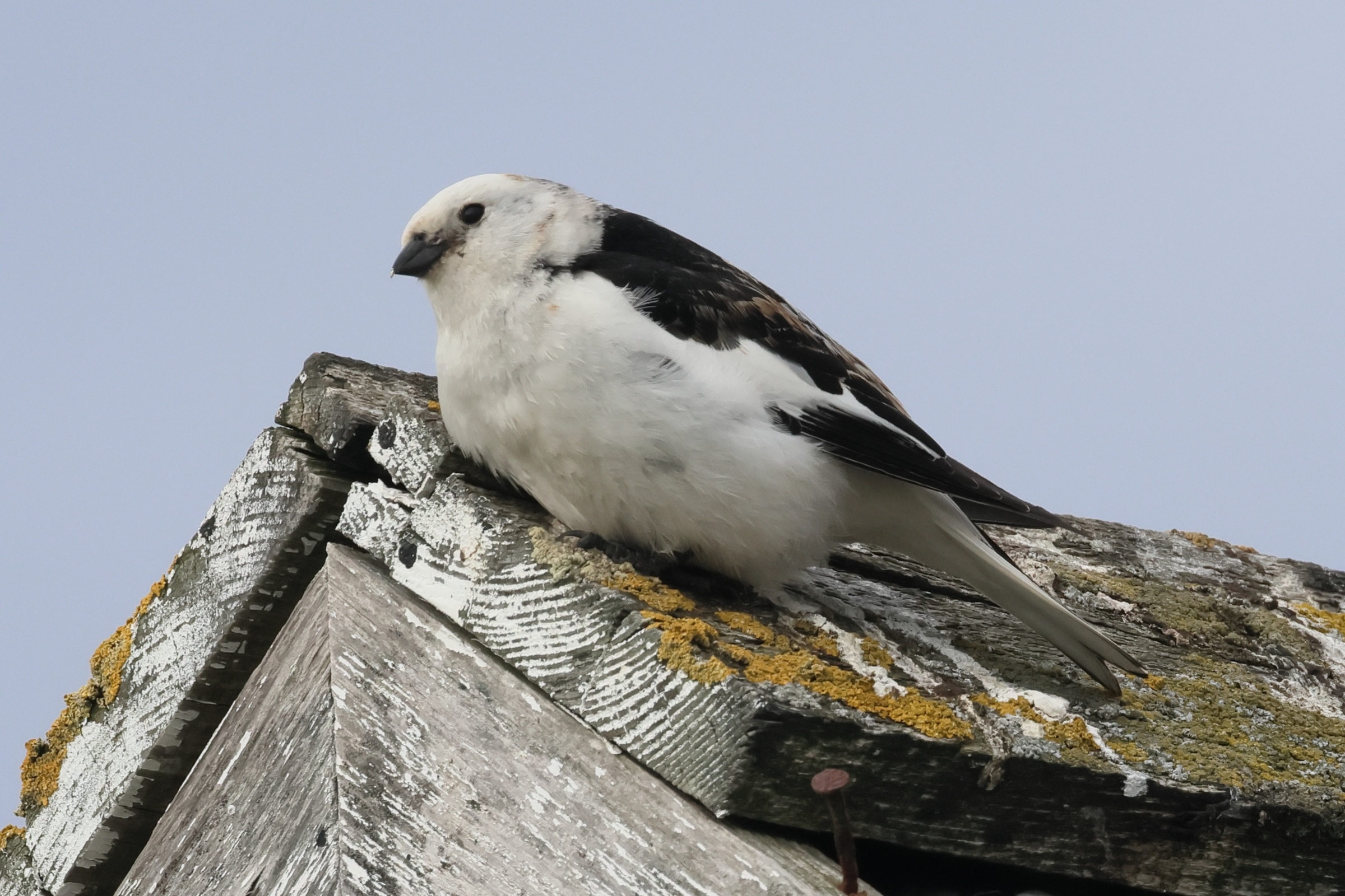 bruant_des_neiges_-_plectrophenax_nivalis6bd