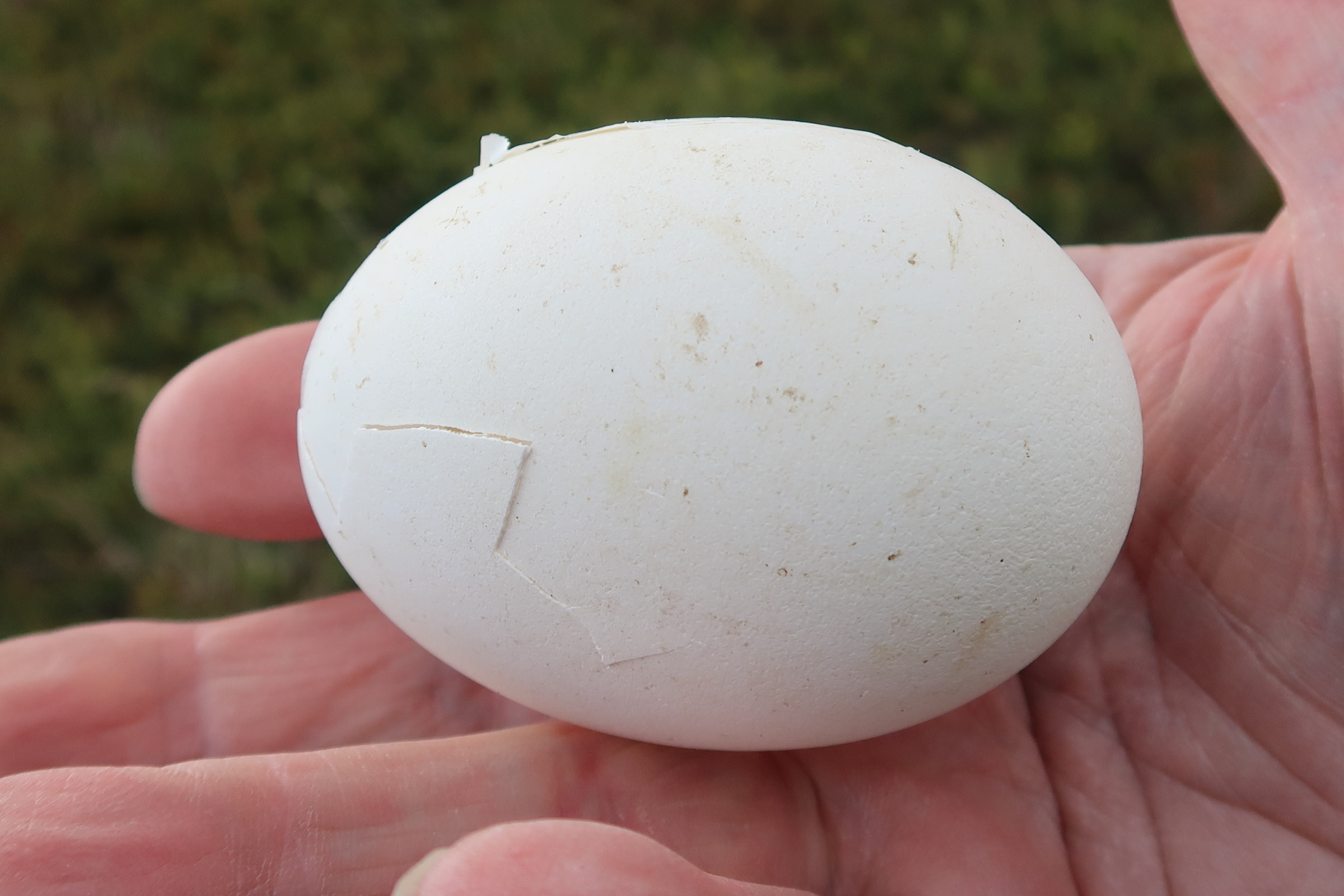 fulmar_boreal_-_fulmarius_glacialis_oeuf1md