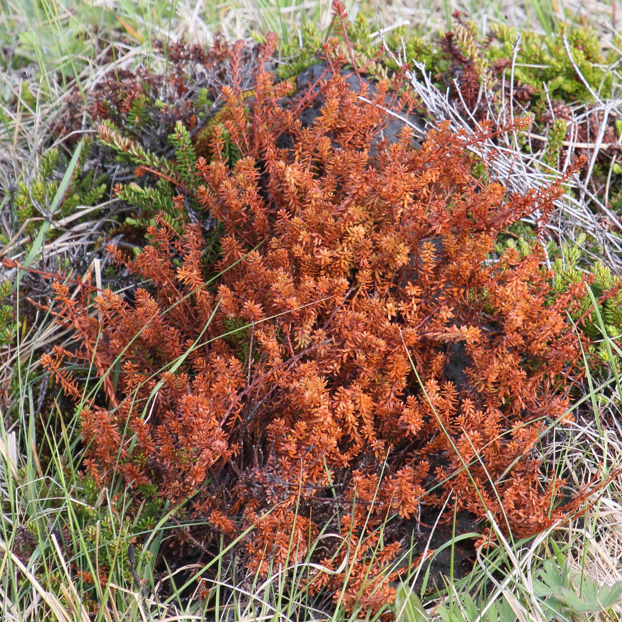 Afficher le média empetrum_nigrum6mdjpg empetrum_nigrum6mdjpg