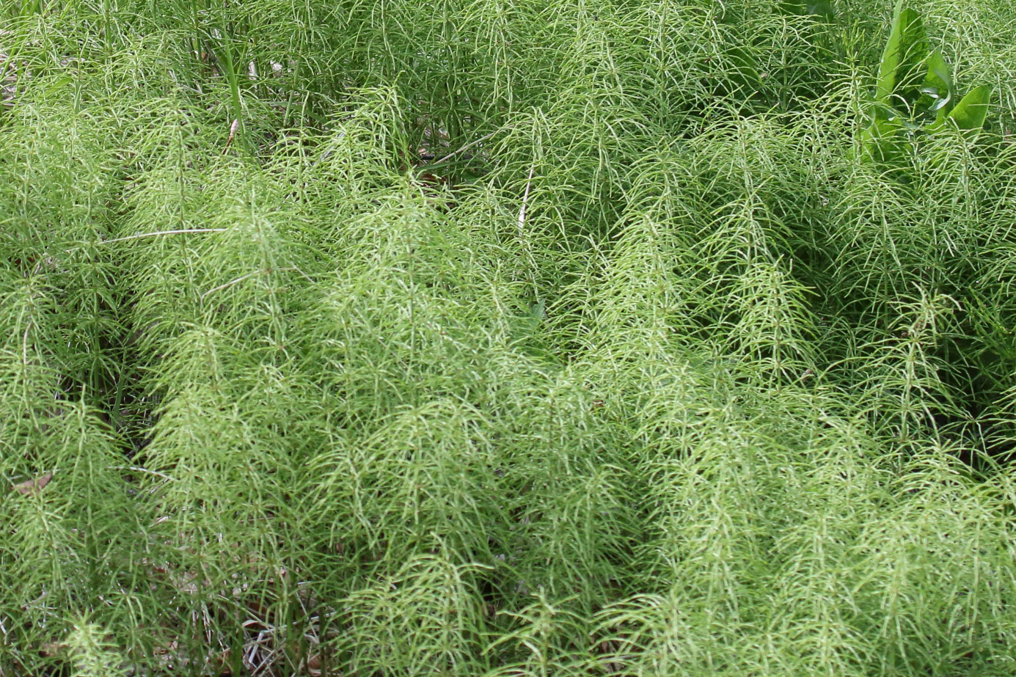 equisetum_pratense1md