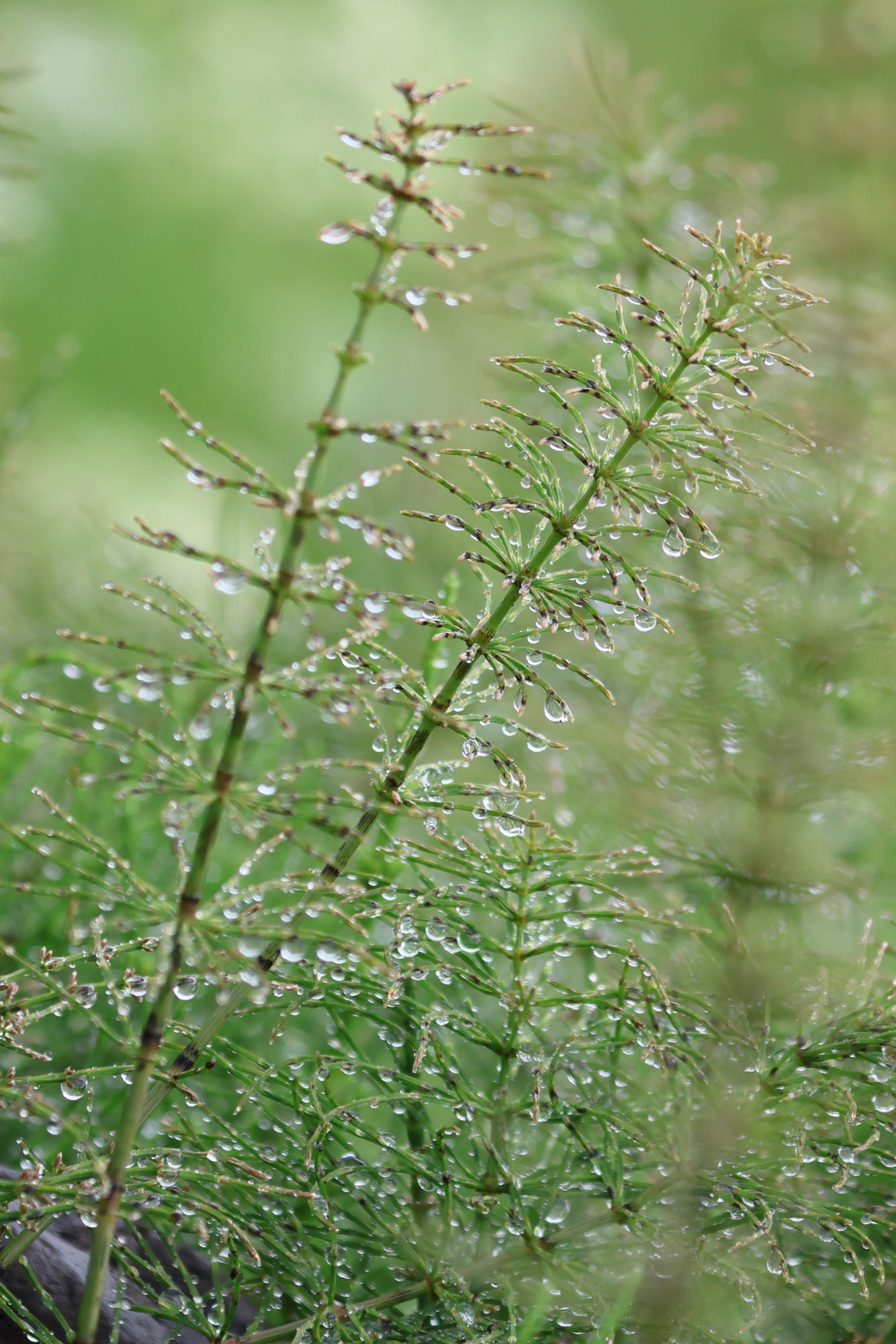 equisetum_pratense2bd