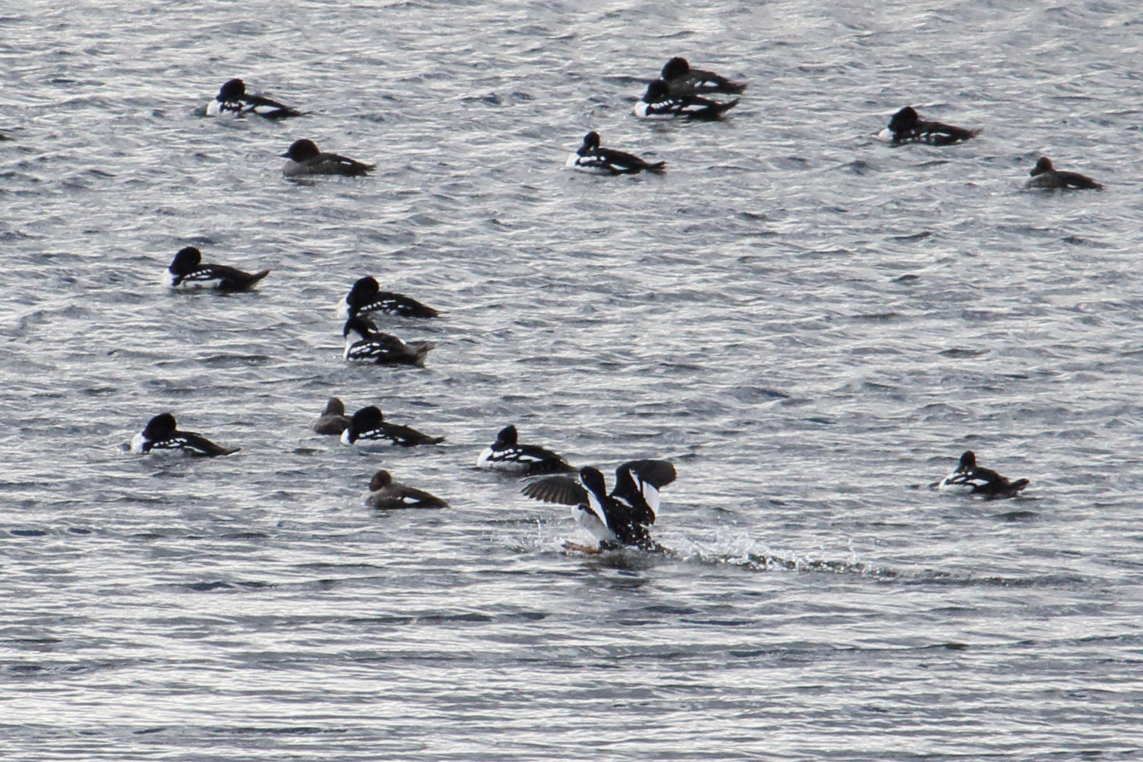 garrot_d-islande_-_bucephala_islandica2md
