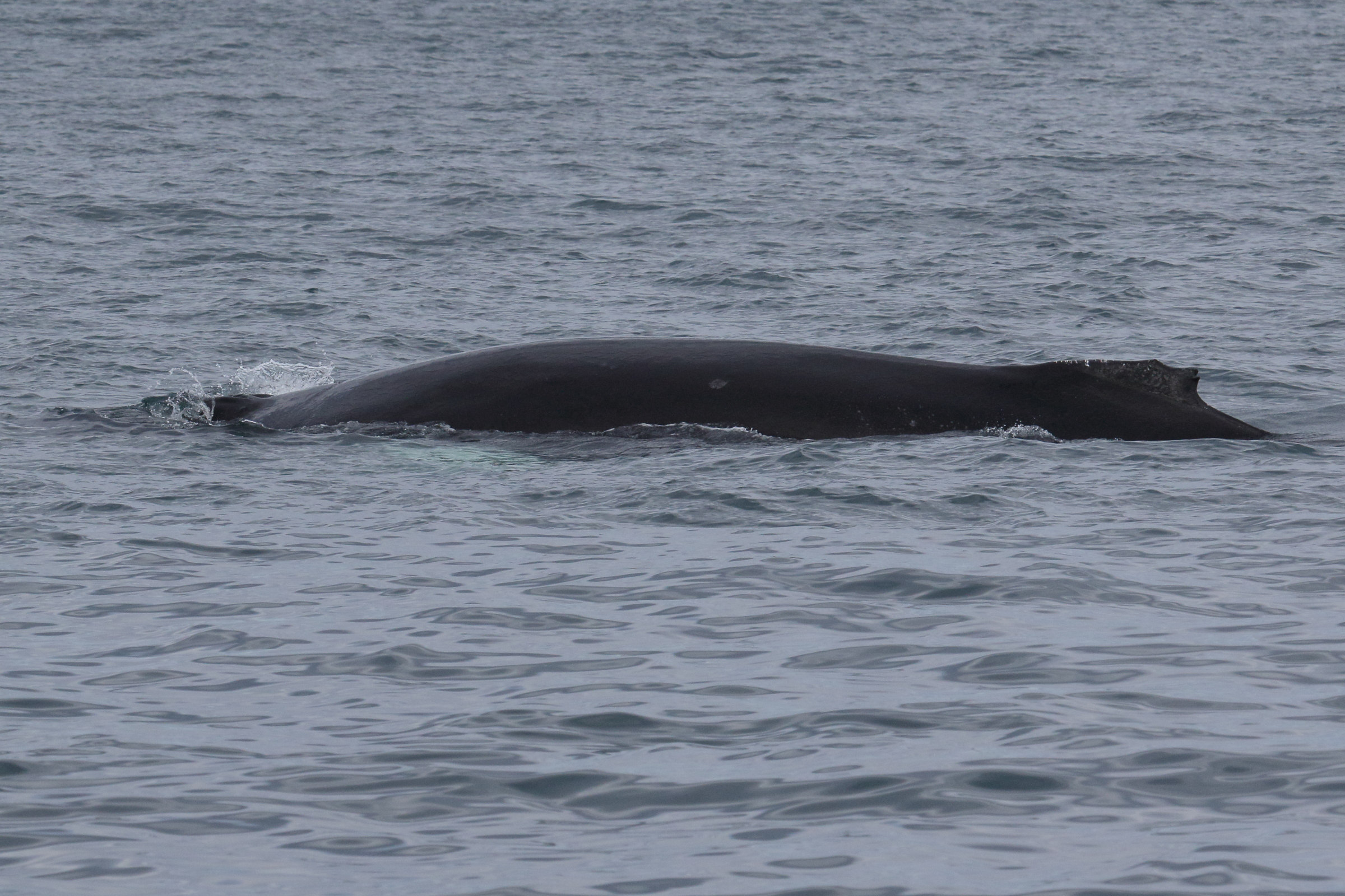 Afficher le média megaptera_novaeangliae1md megaptera_novaeangliae1md