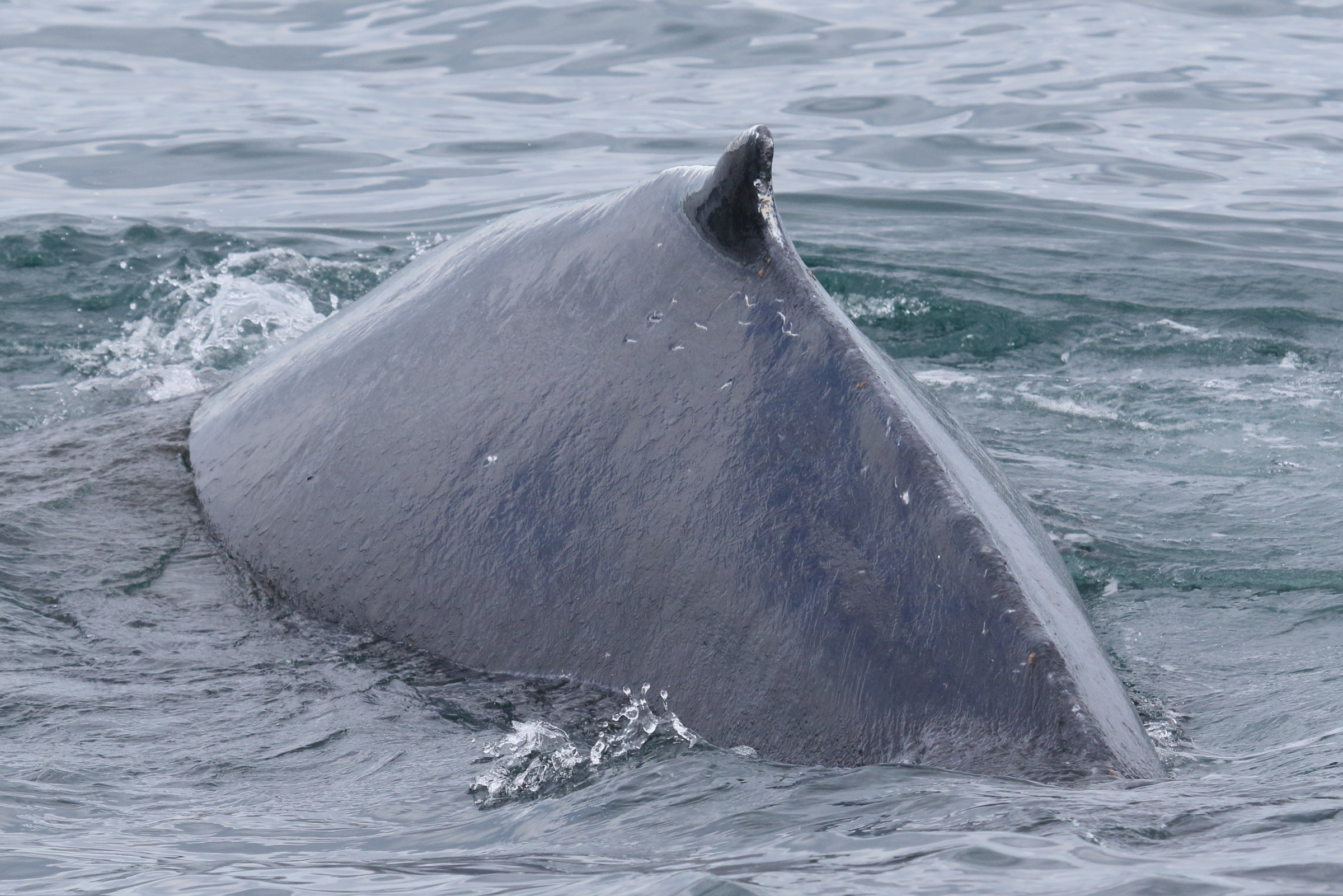 Afficher le média megaptera_novaeangliae2md megaptera_novaeangliae2md