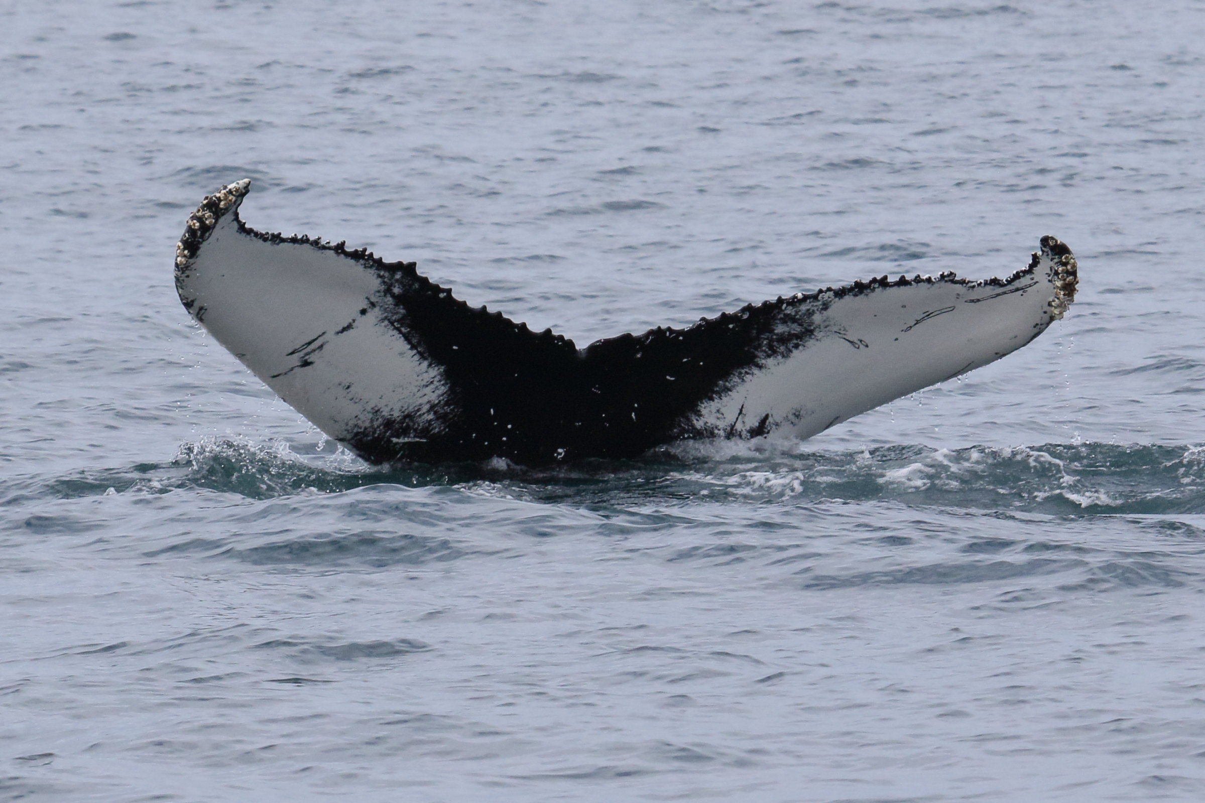 Afficher le média megaptera_novaeangliae3md megaptera_novaeangliae3md