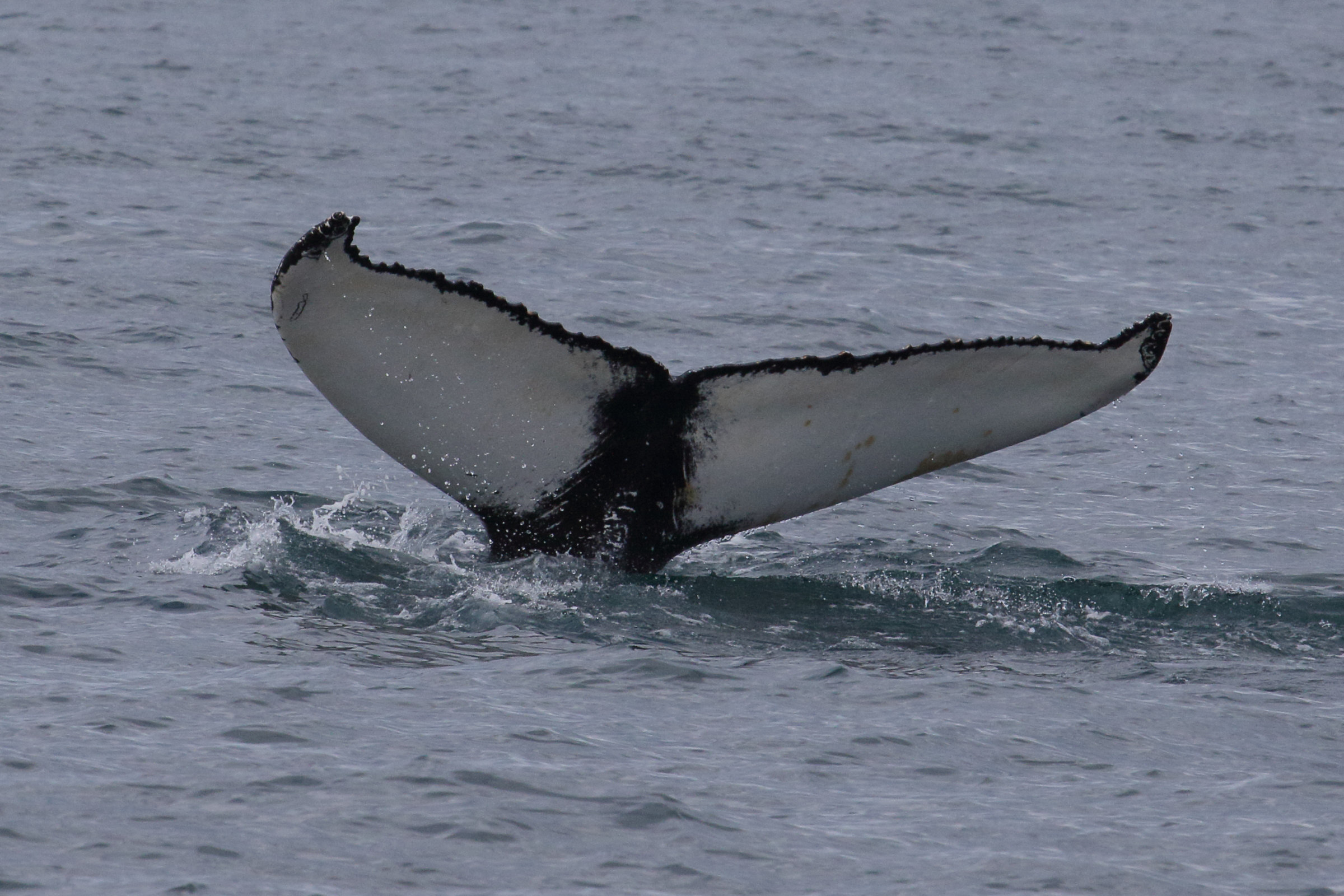 Afficher le média megaptera_novaeangliae4md megaptera_novaeangliae4md