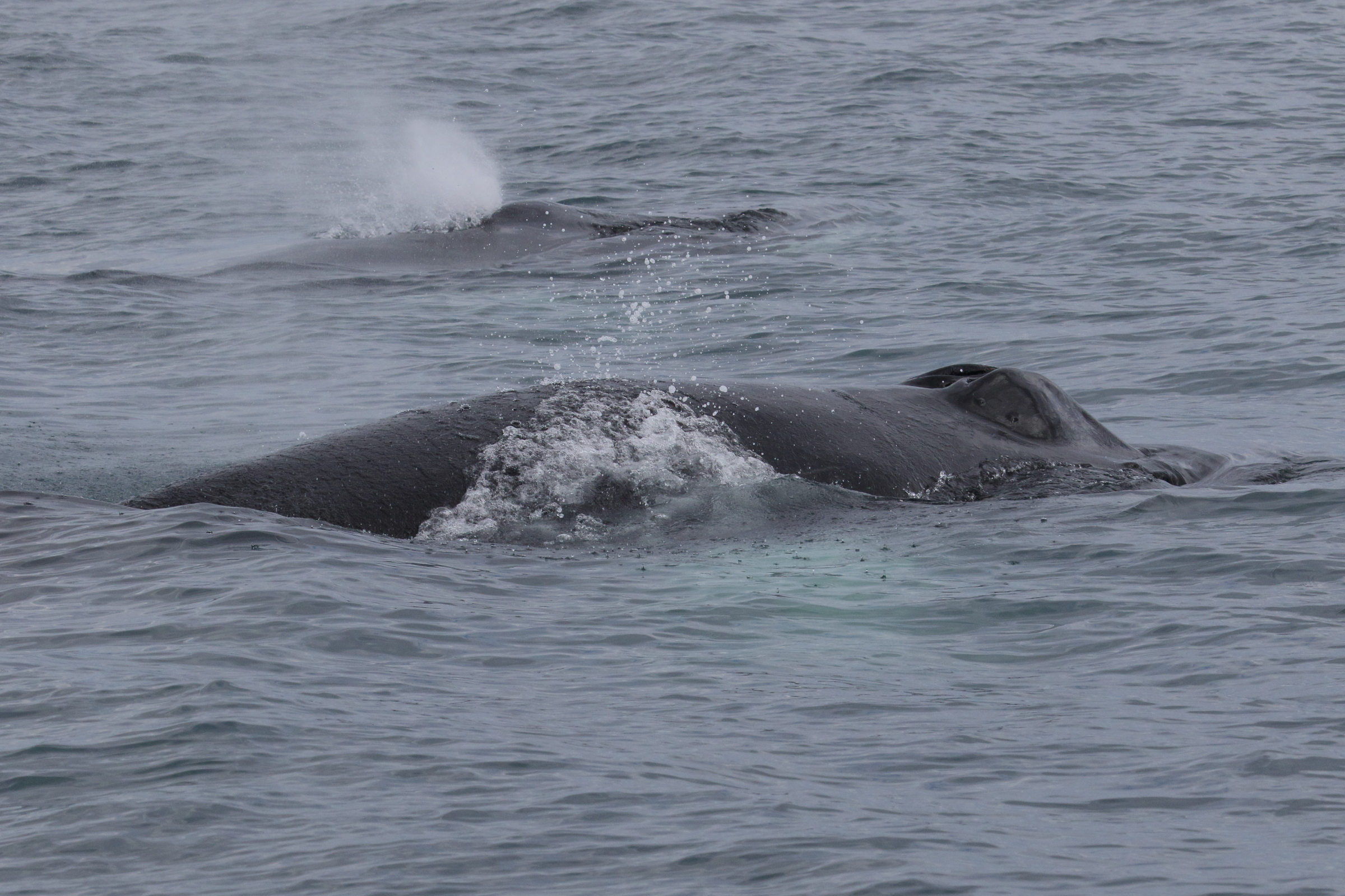 Afficher le média megaptera_novaeangliae5md megaptera_novaeangliae5md