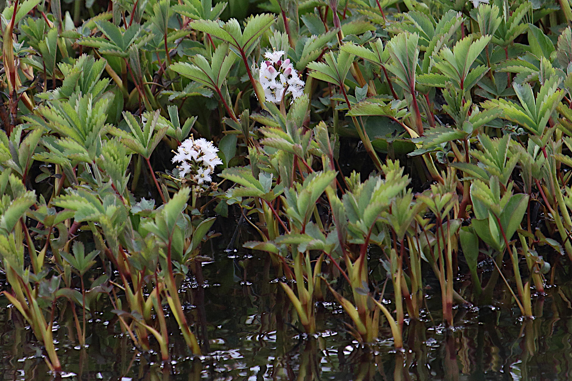 Afficher le média menyanthes_trifoloiata7md menyanthes_trifoloiata7md