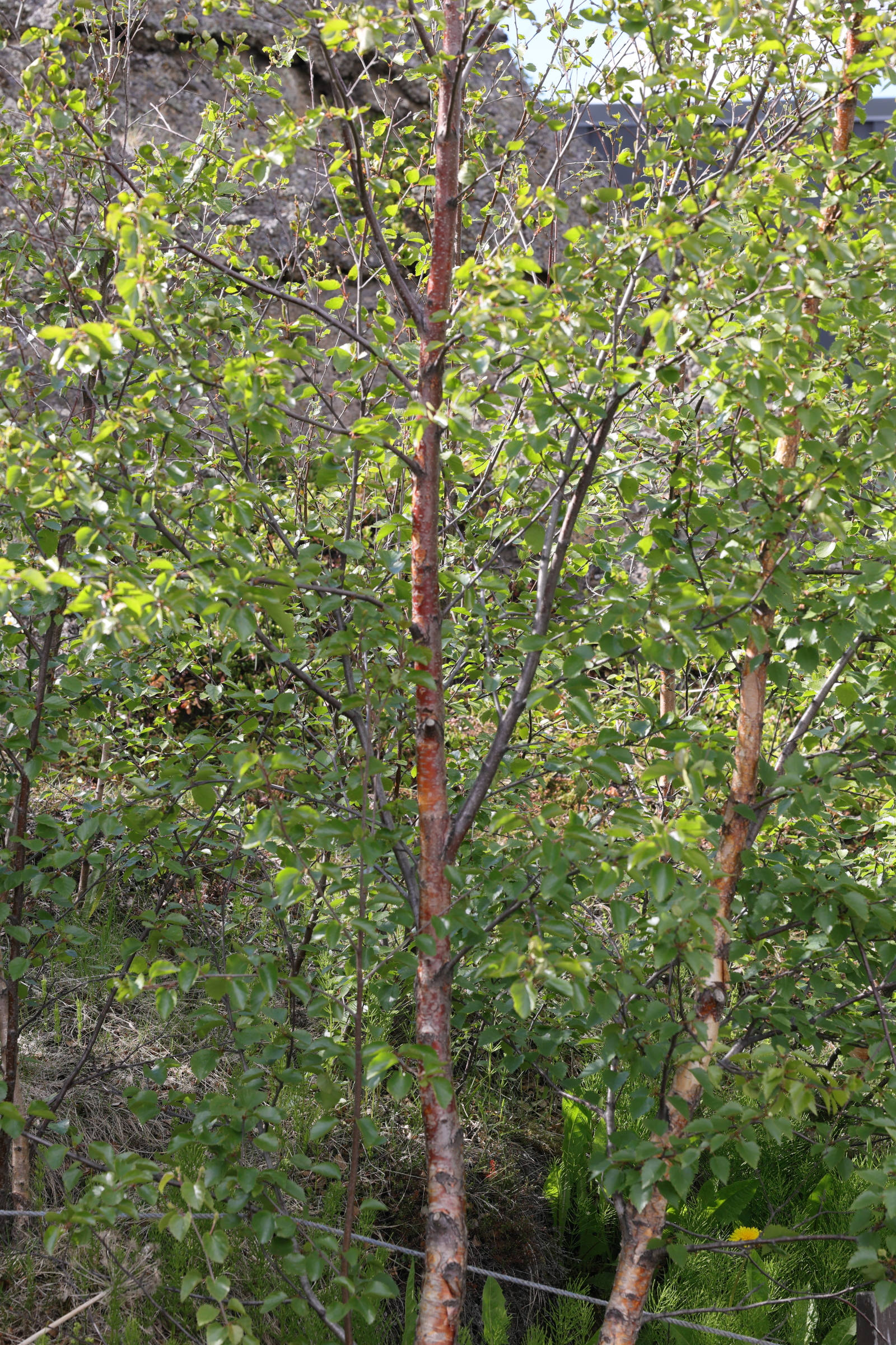 betula_pubescens5md