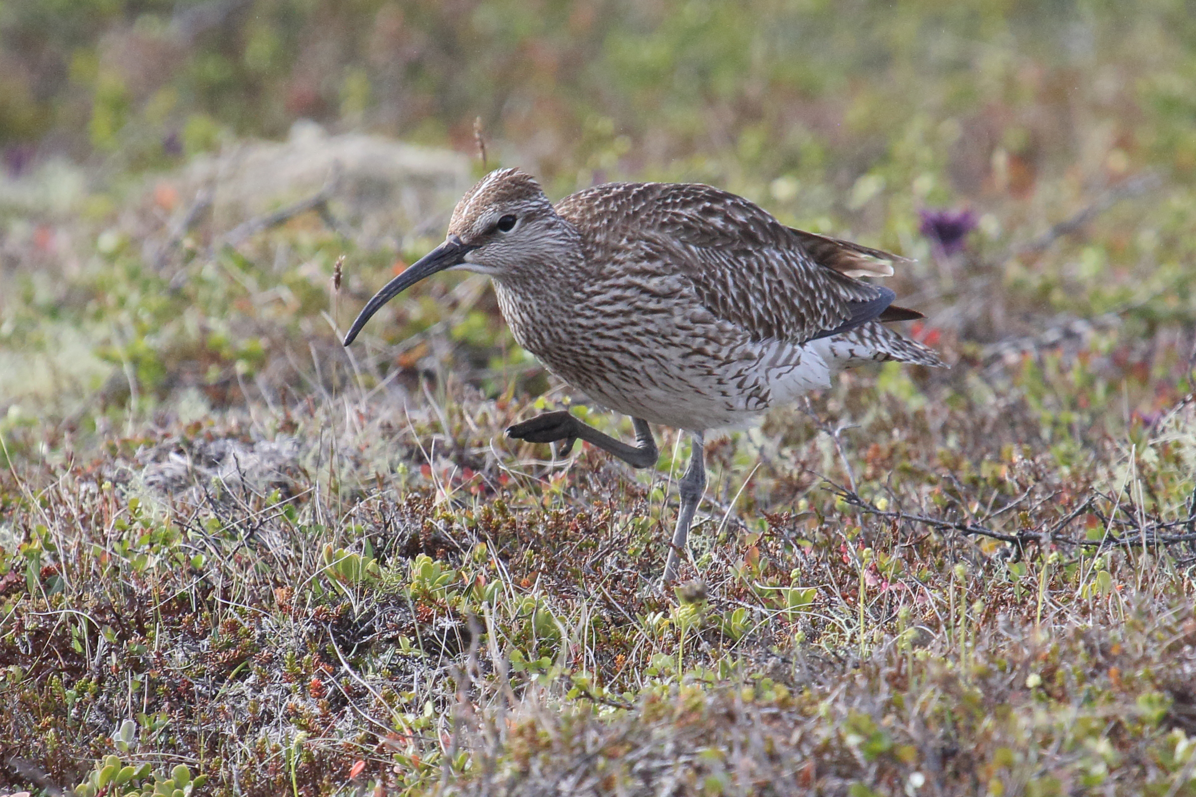 courlis_corlieu_-_numenius_phaeopus7md