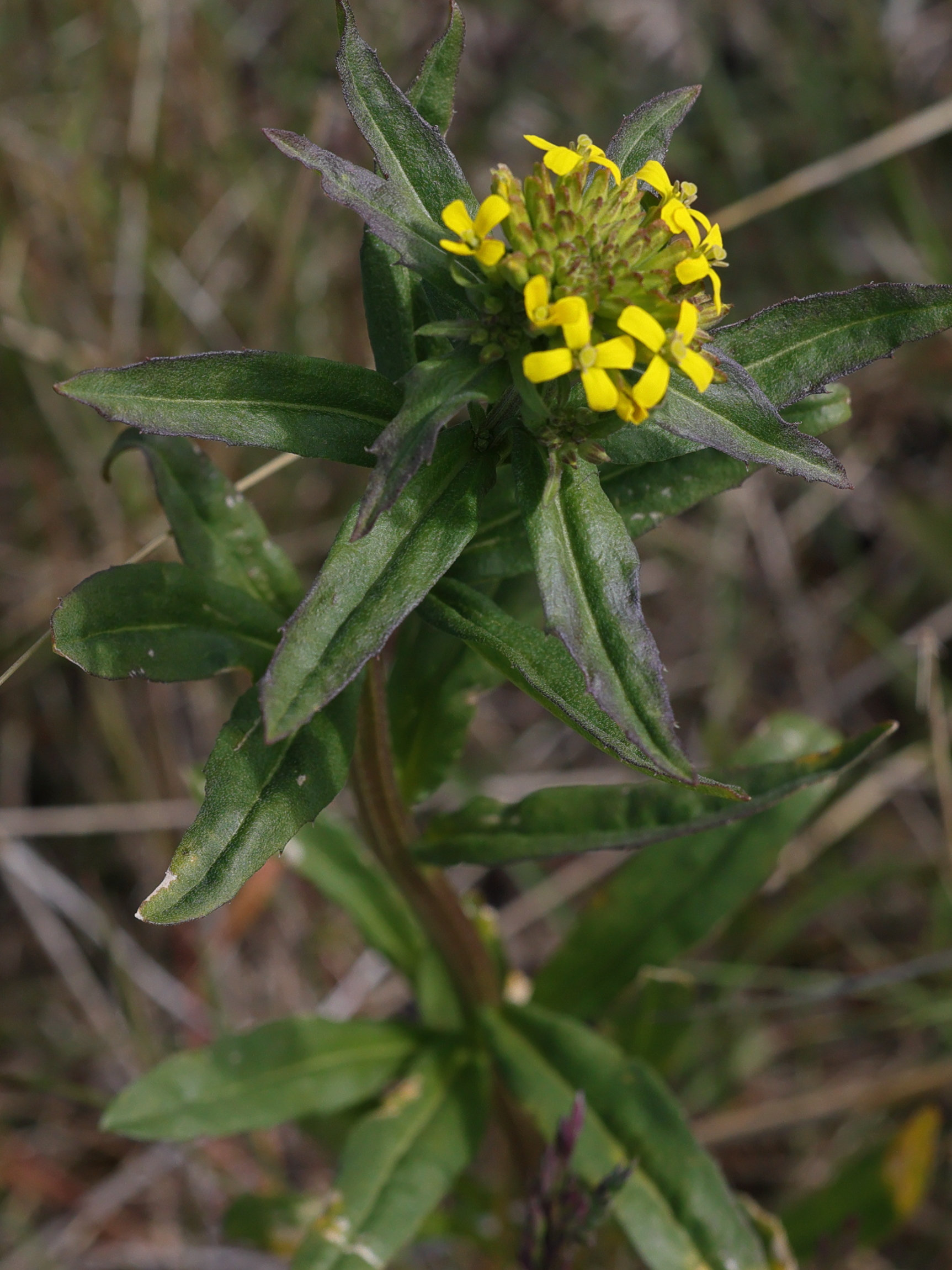 Afficher le média erysimum_cheiranthoides1md erysimum_cheiranthoides1md