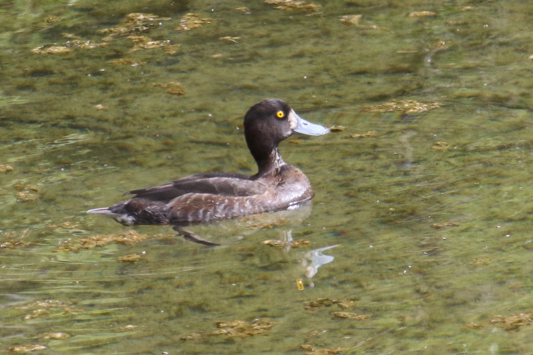 fuligule_milouinan_-_aythya_marila6md